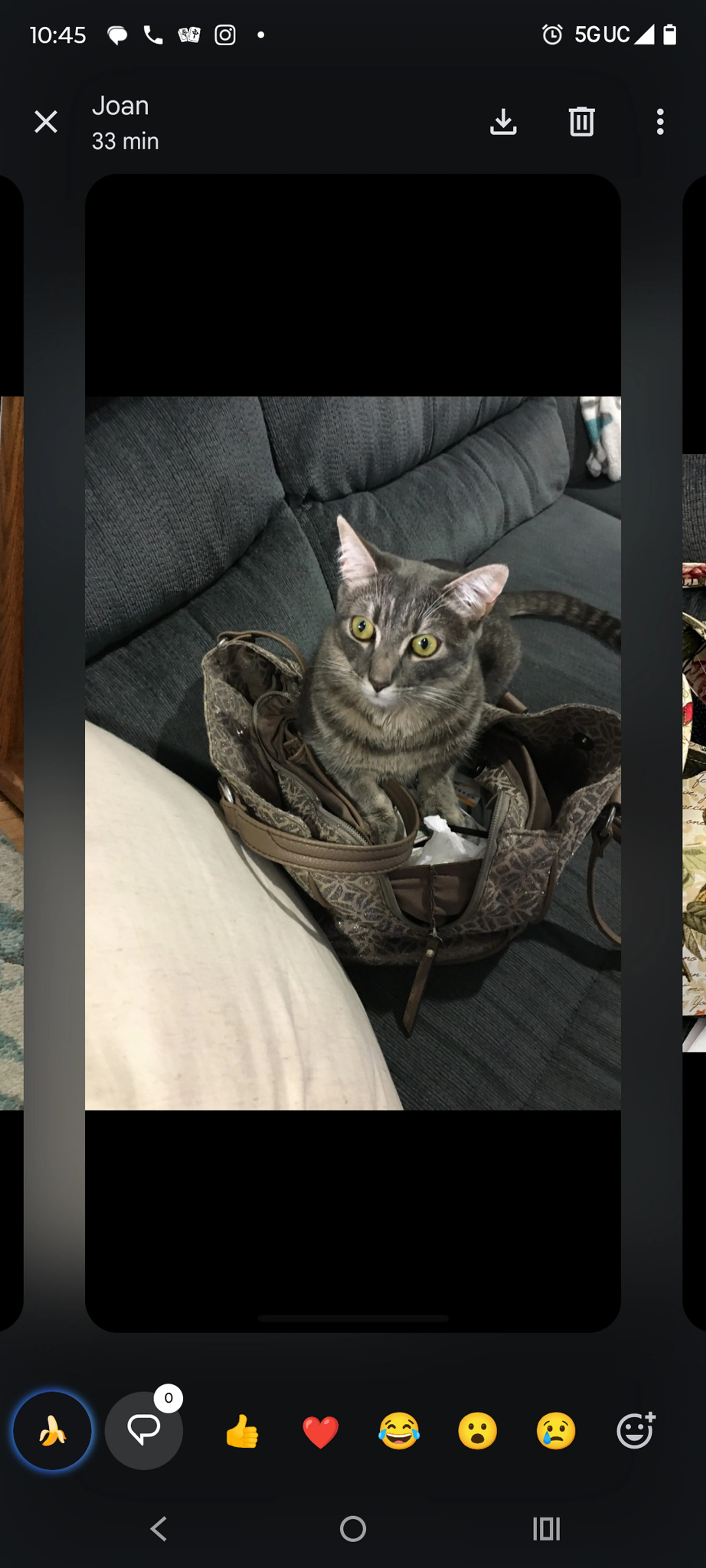 Lost pet