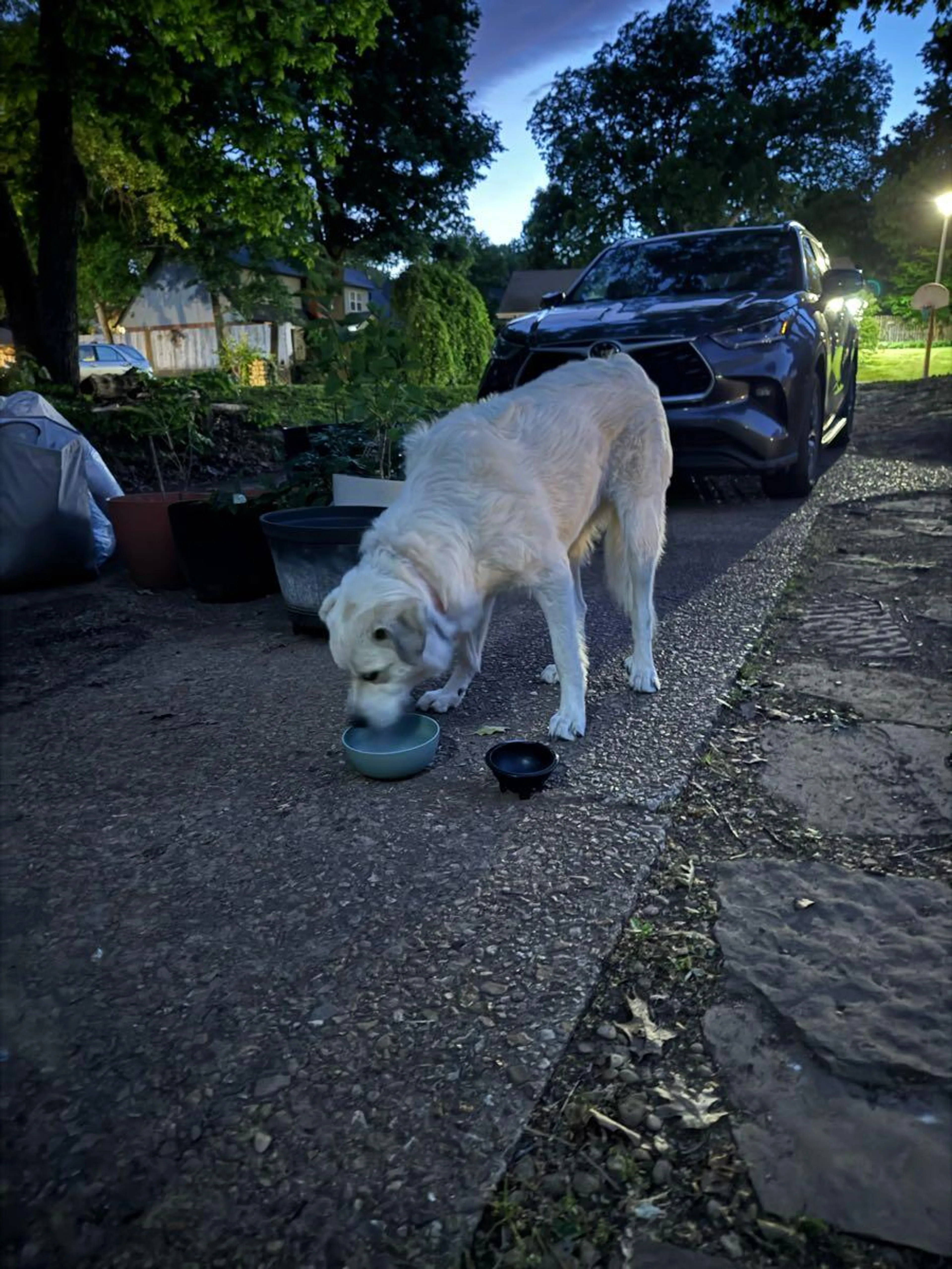 Found pet