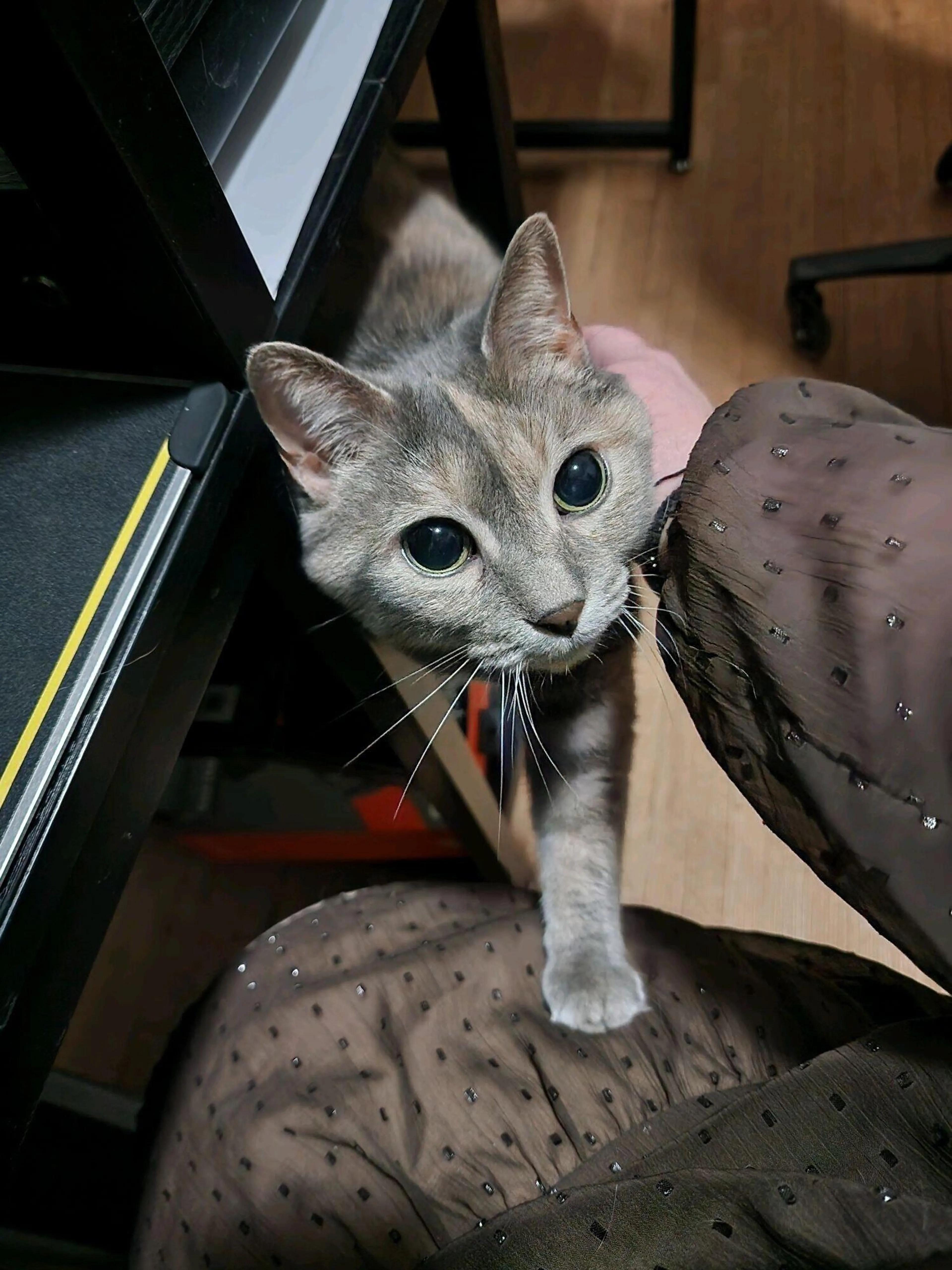Lost pet