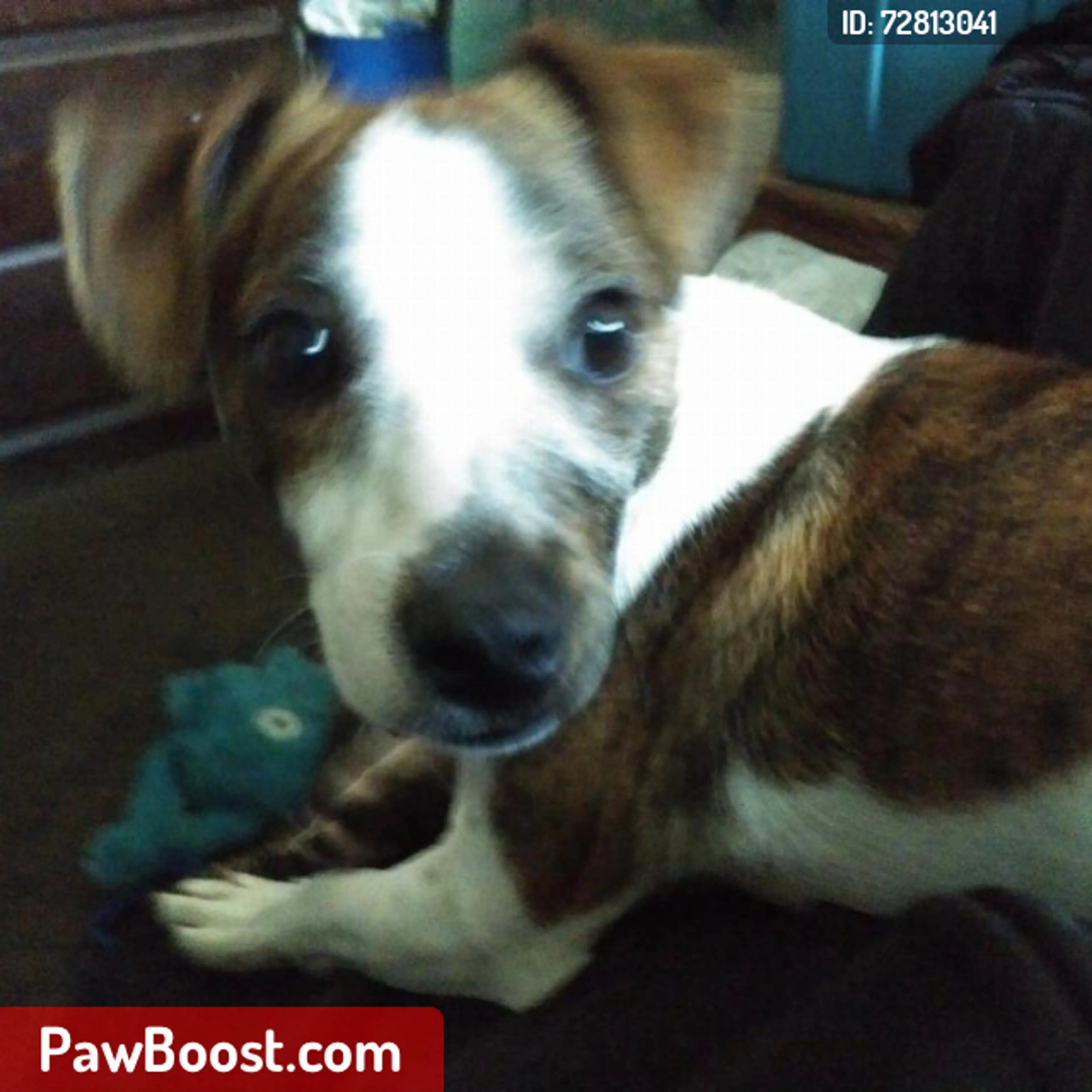 Lost pet