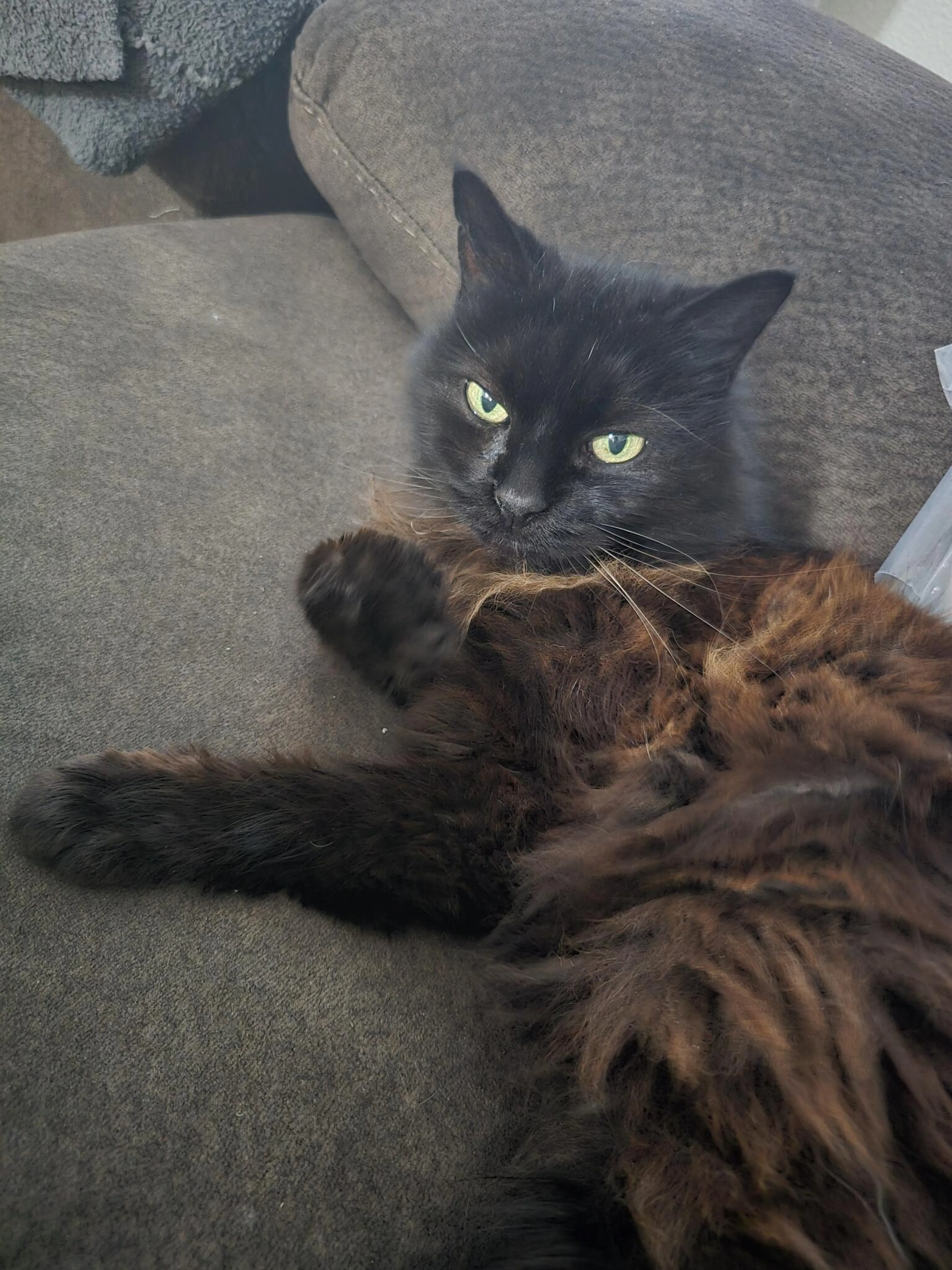 Lost pet