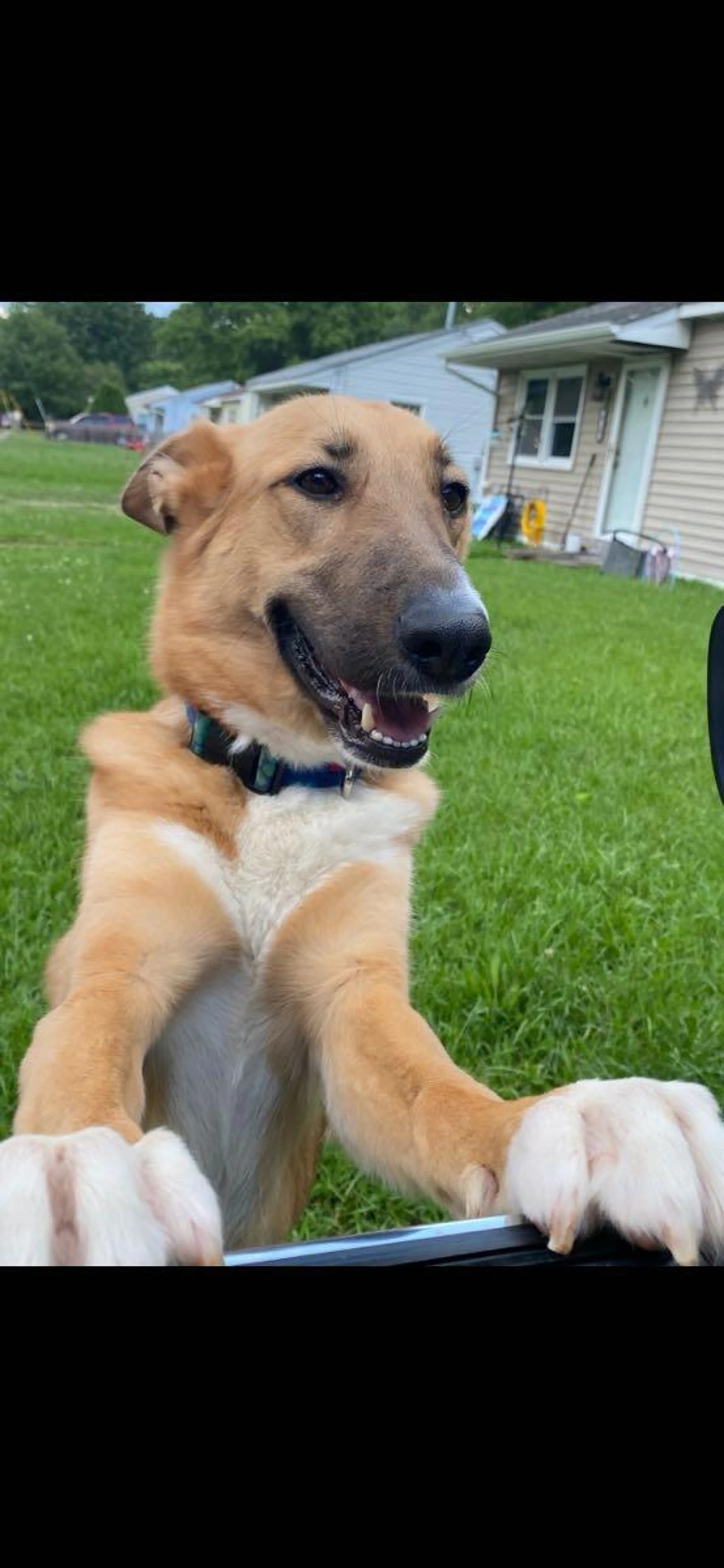 Lost pet