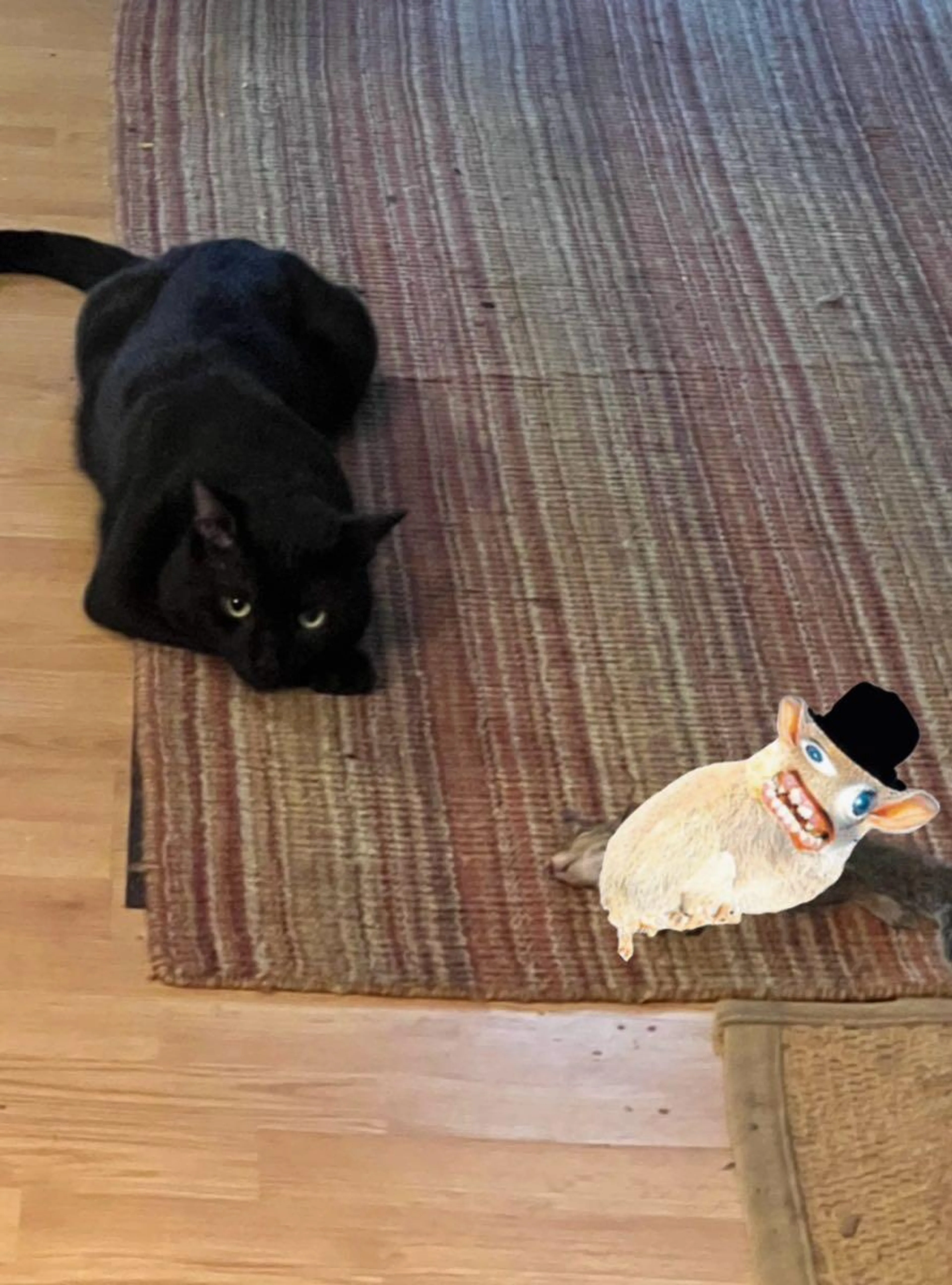 Lost pet