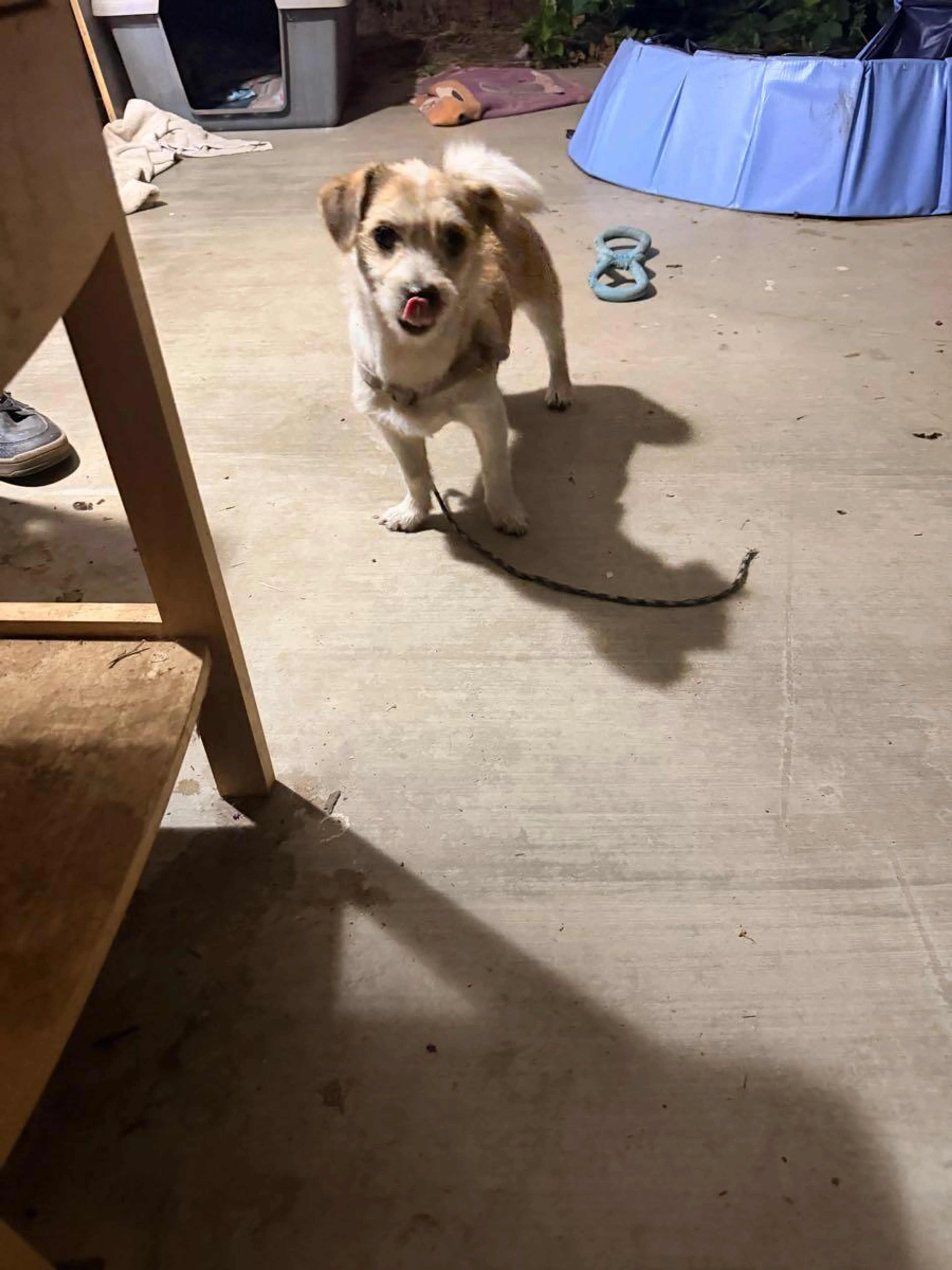 Found pet