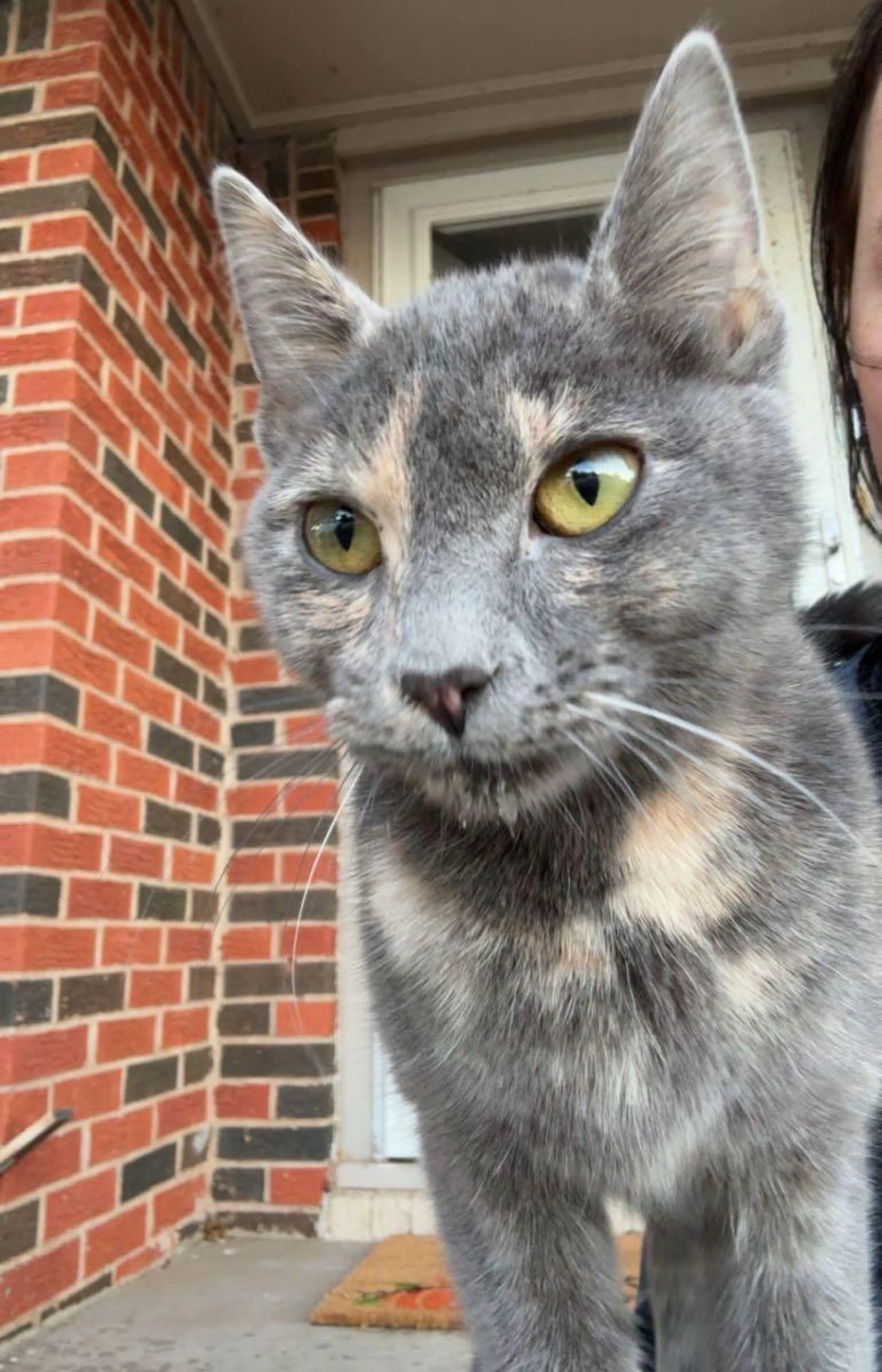 Found pet