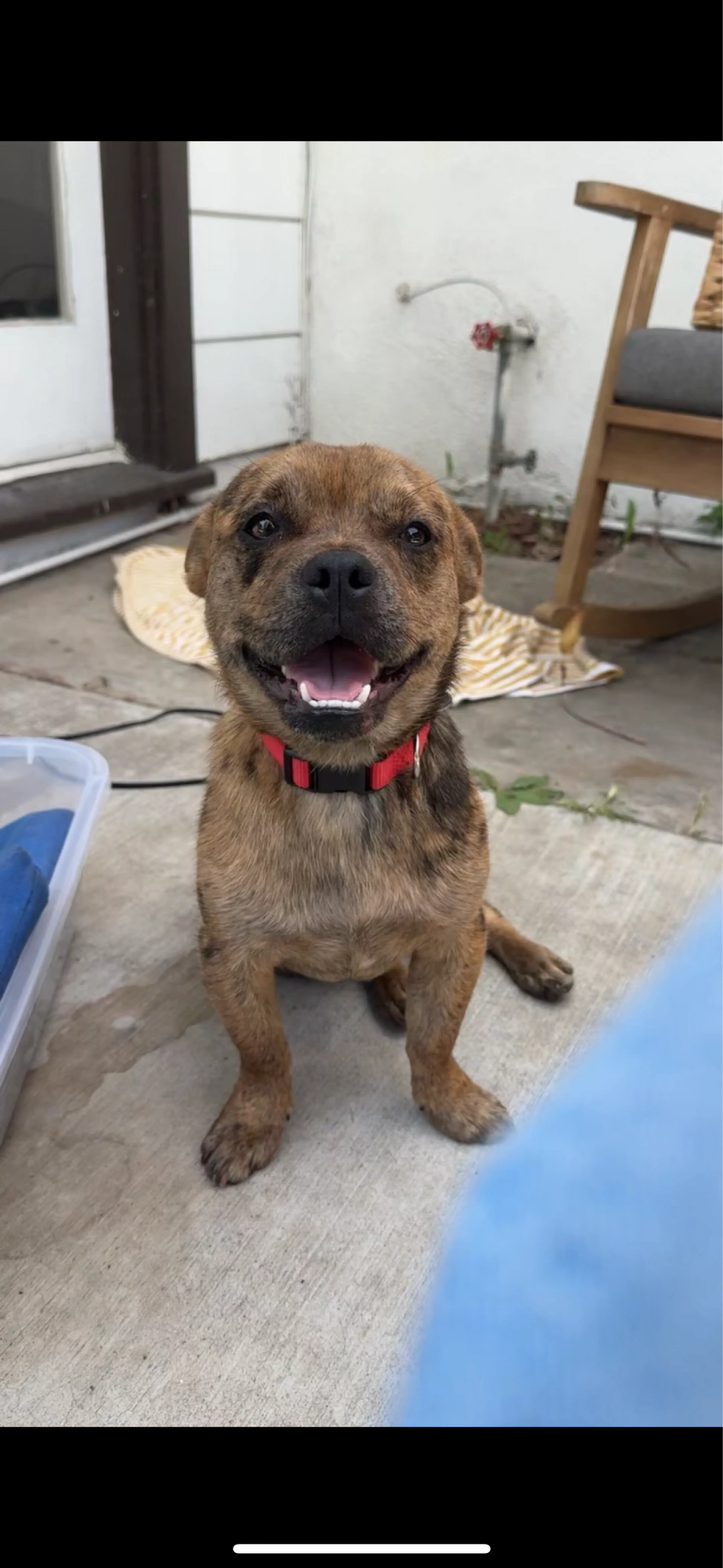 Found pet