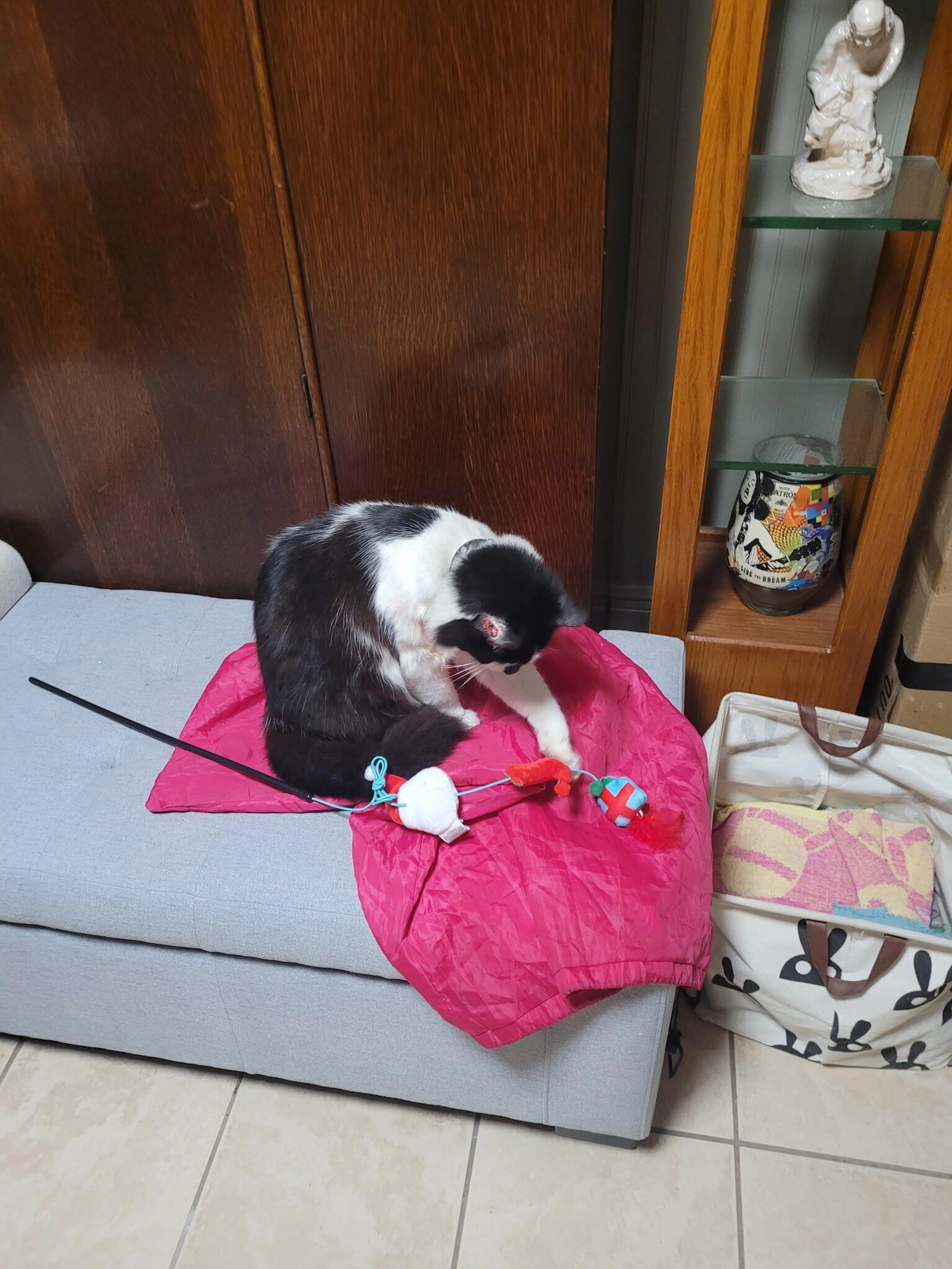 Lost pet