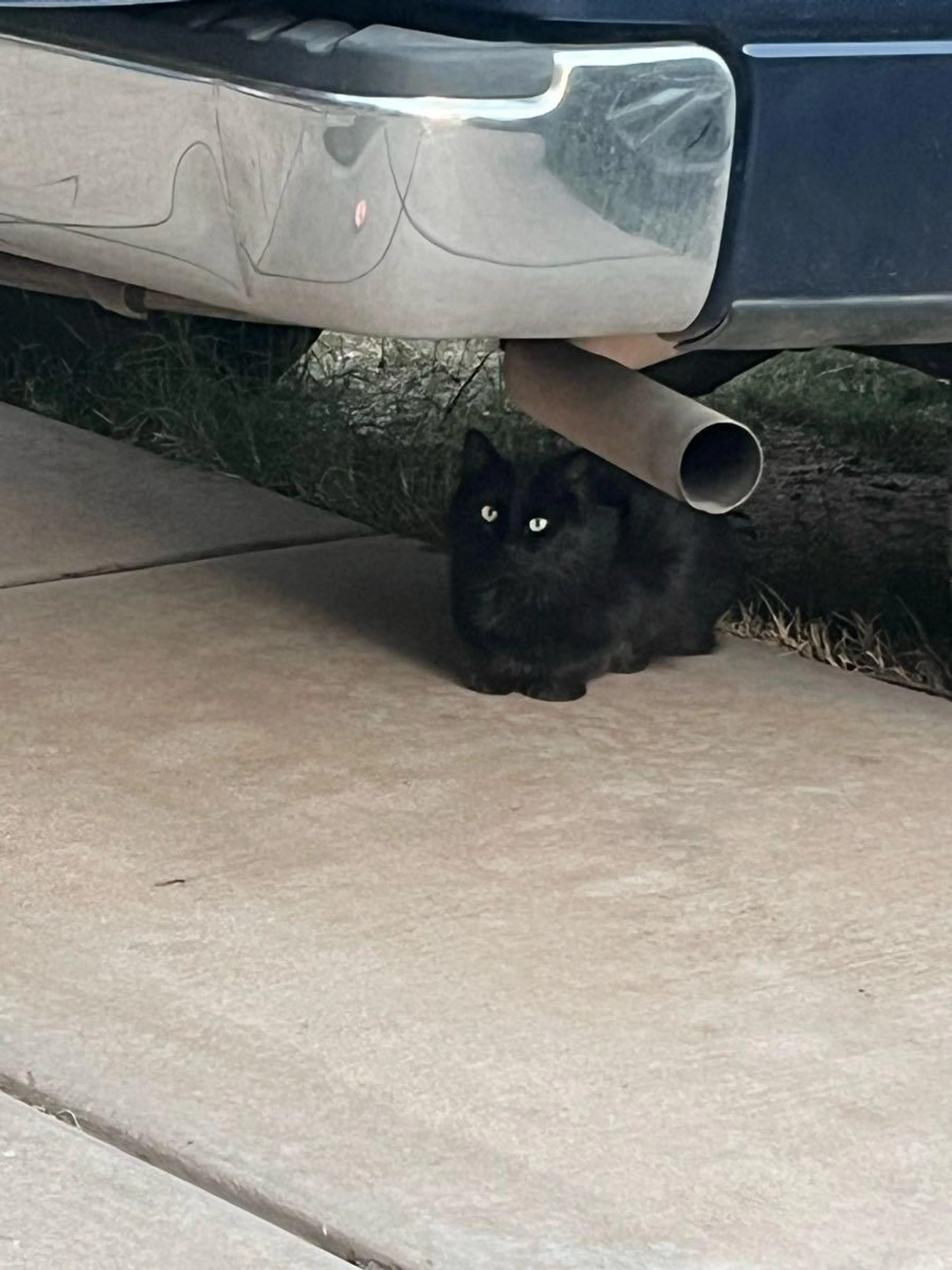 Found pet