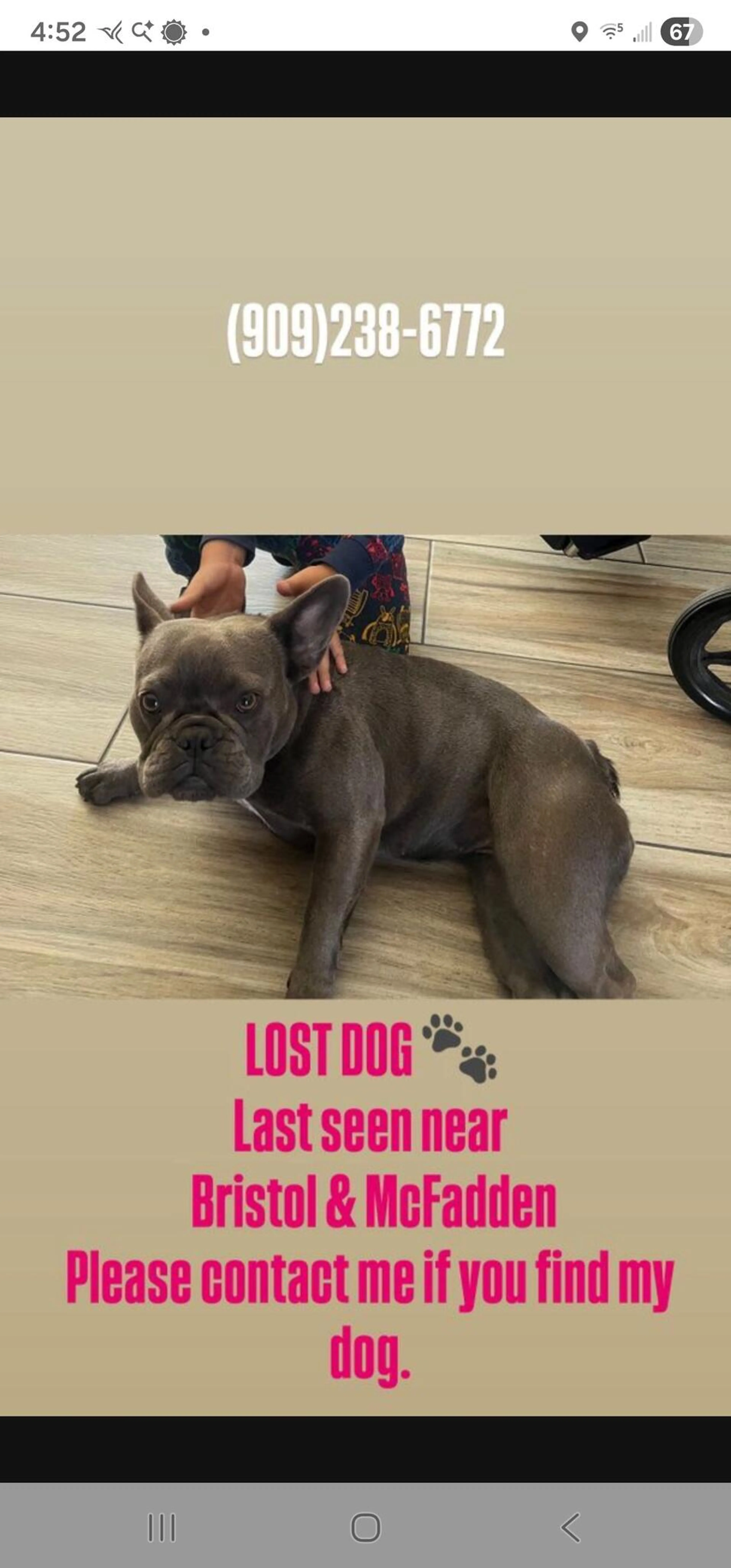 Lost pet