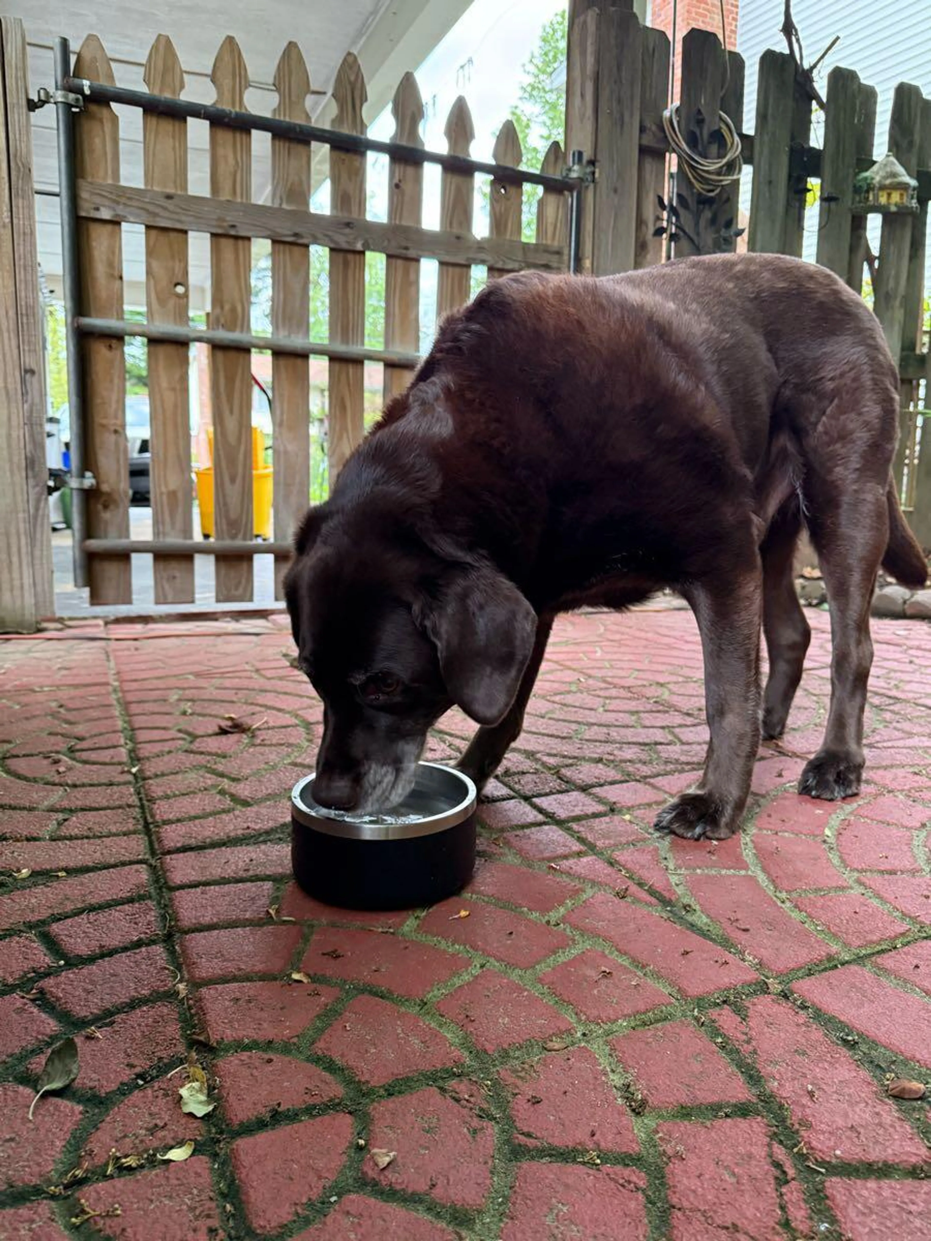 Found pet