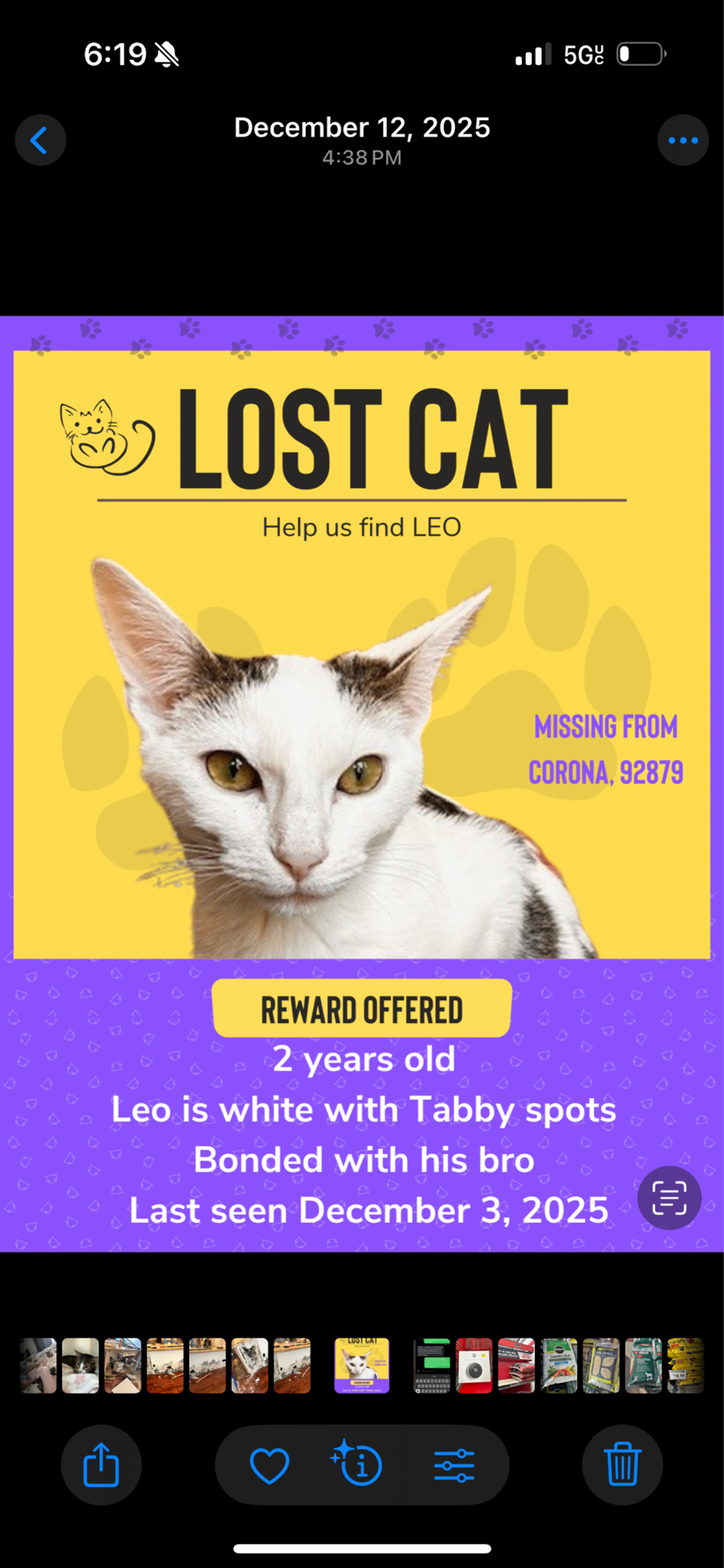 Lost pet