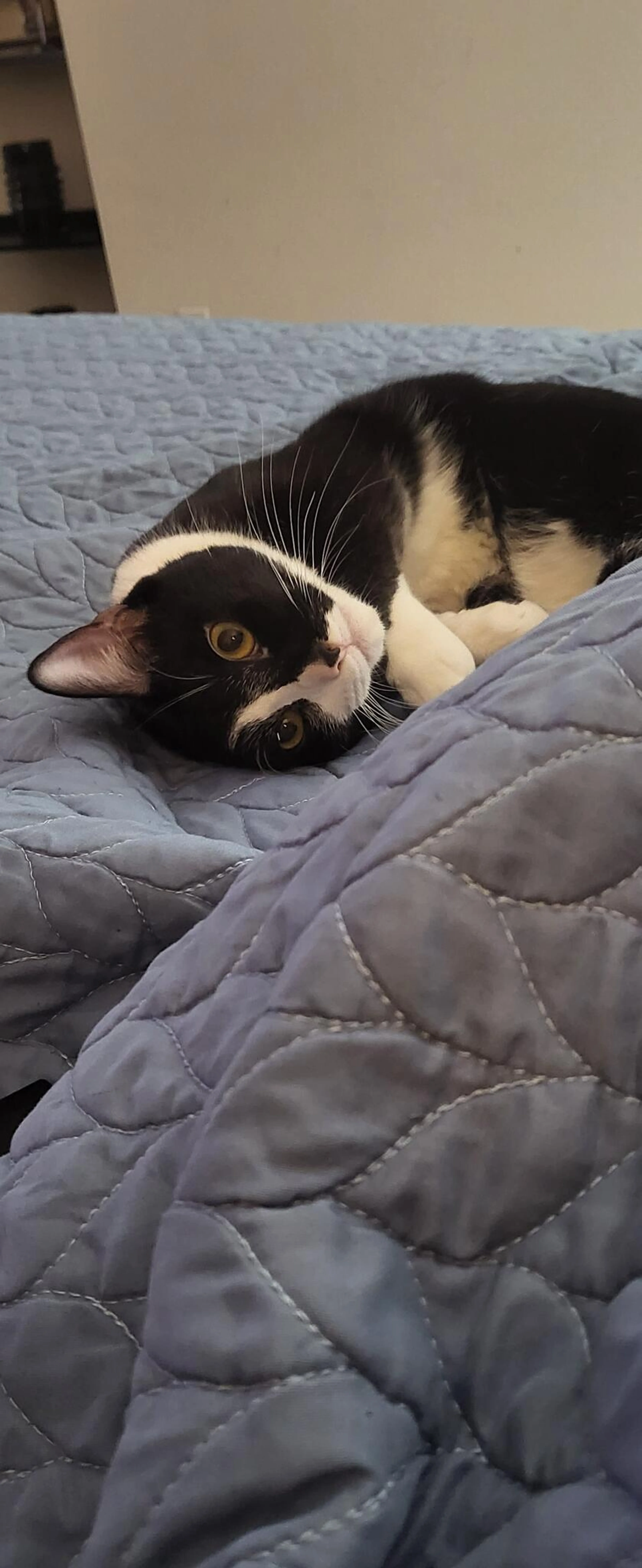 Lost pet