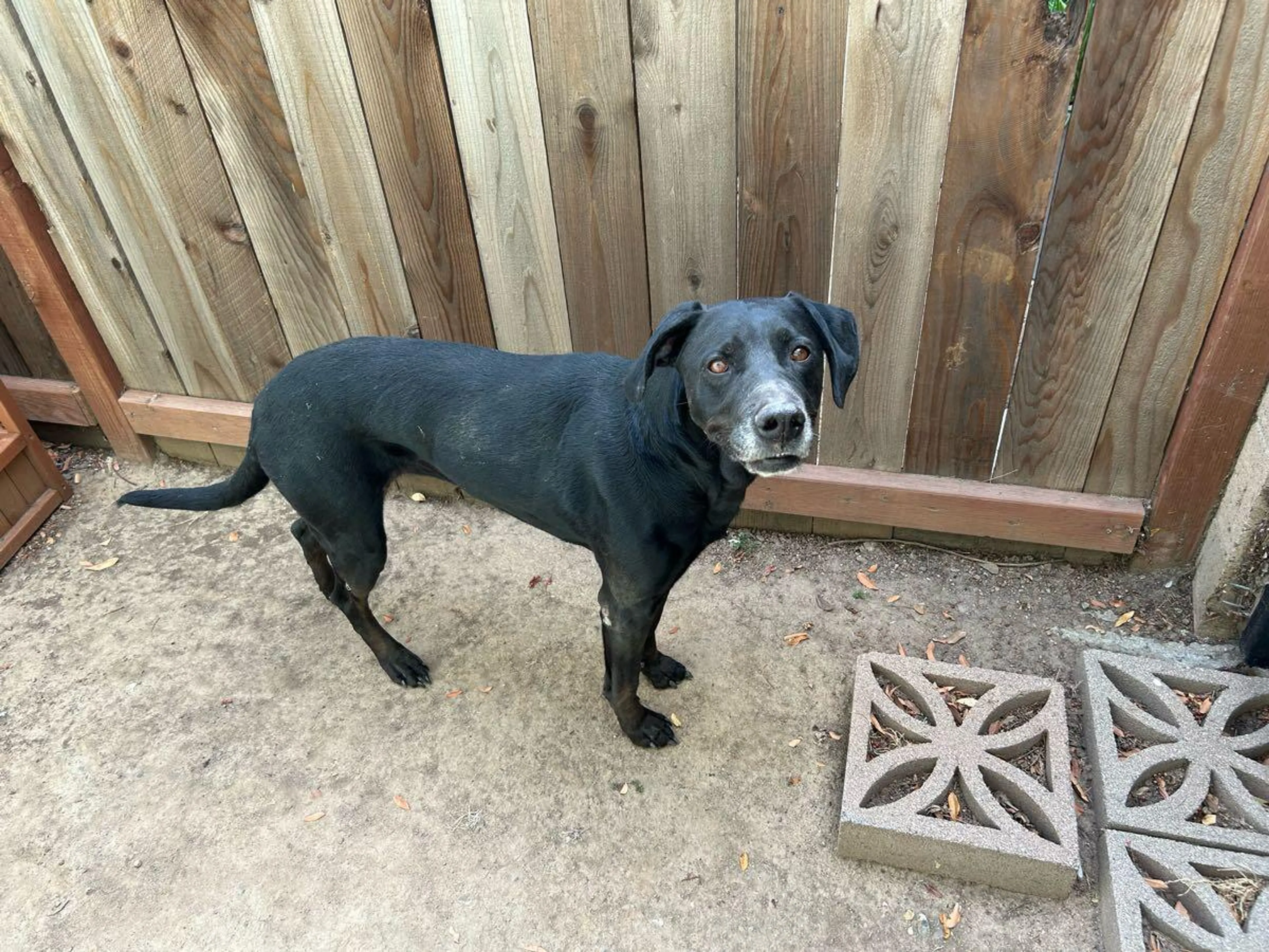 Found pet