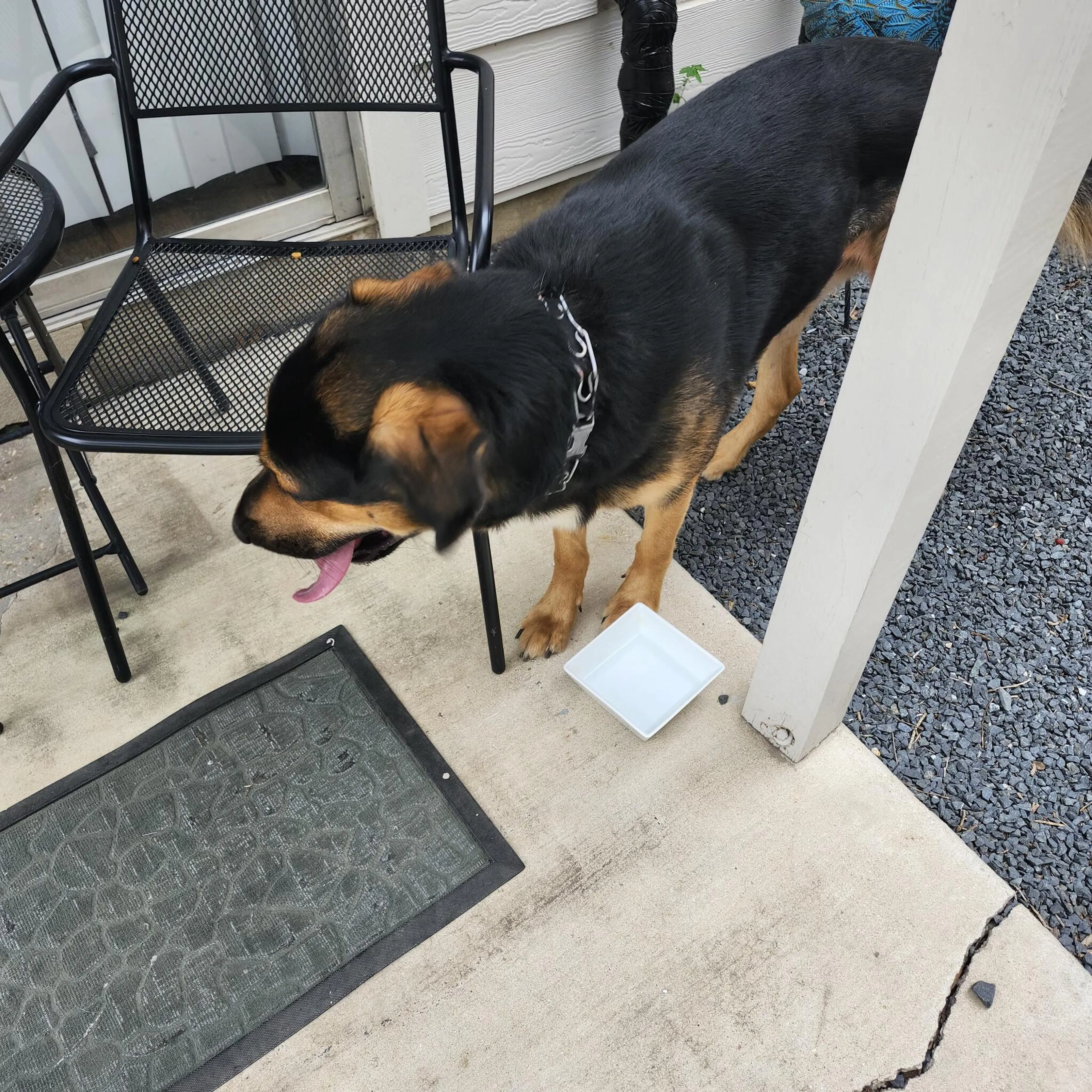 Found pet