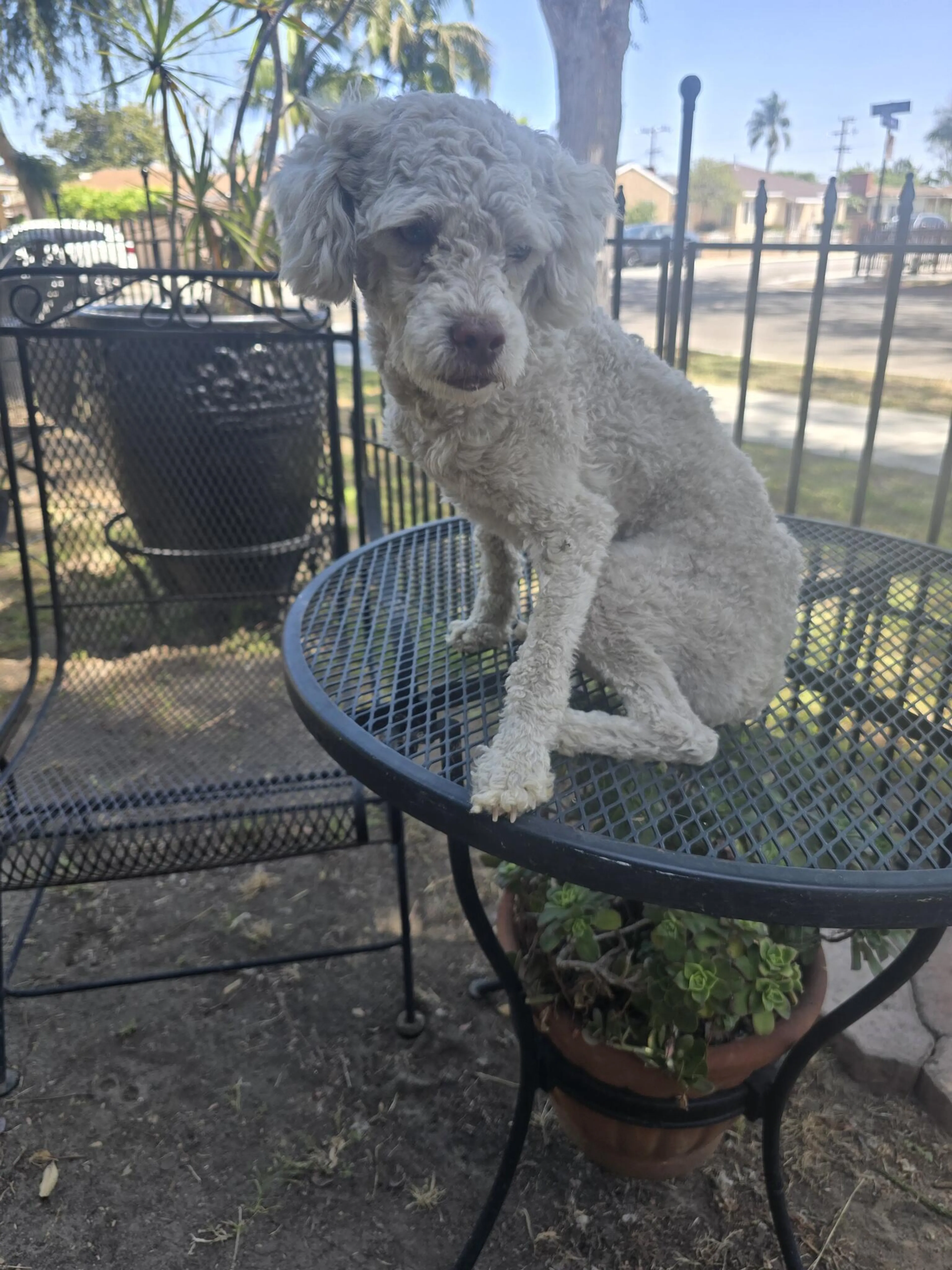 Found pet
