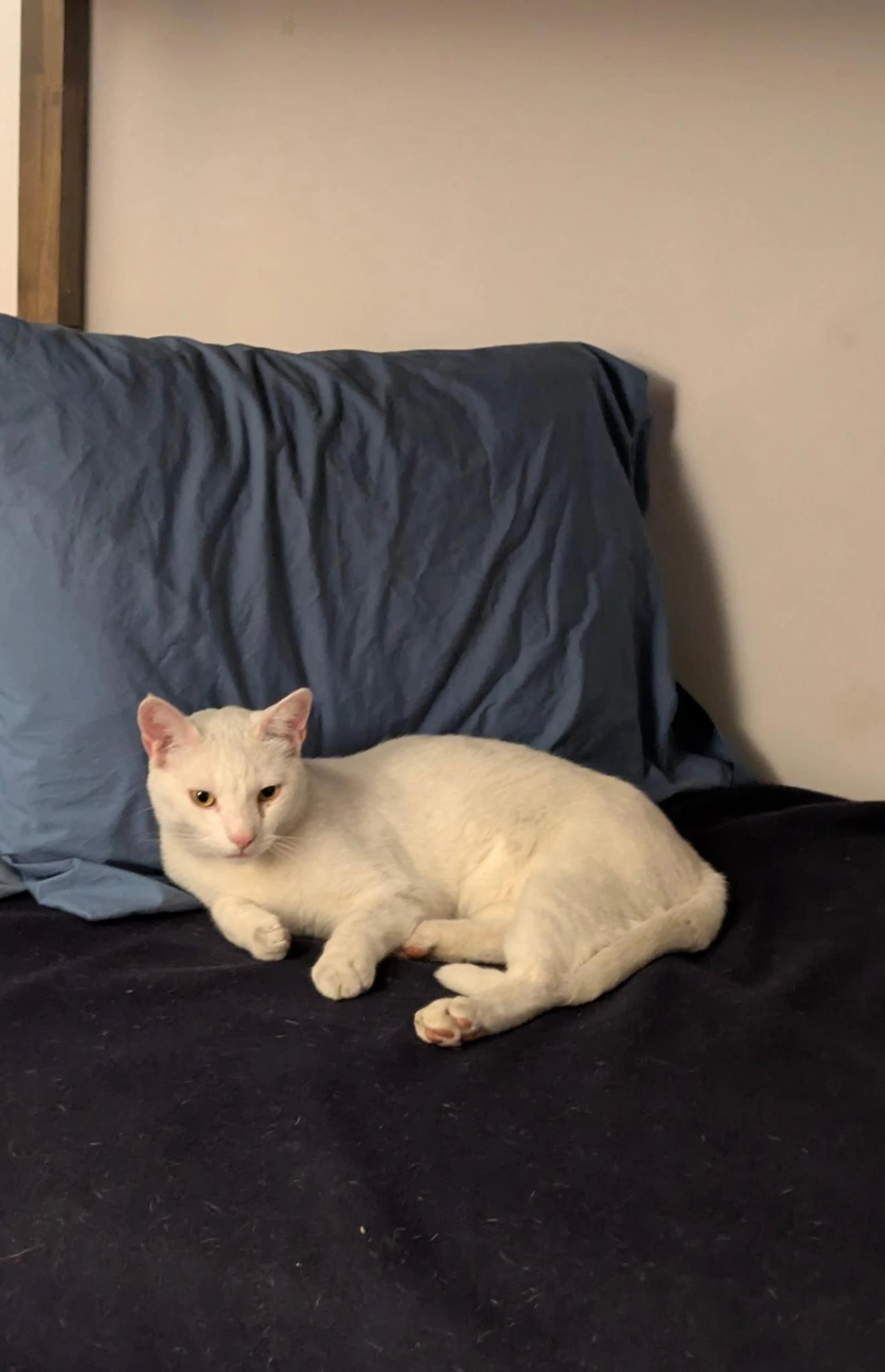 Lost pet