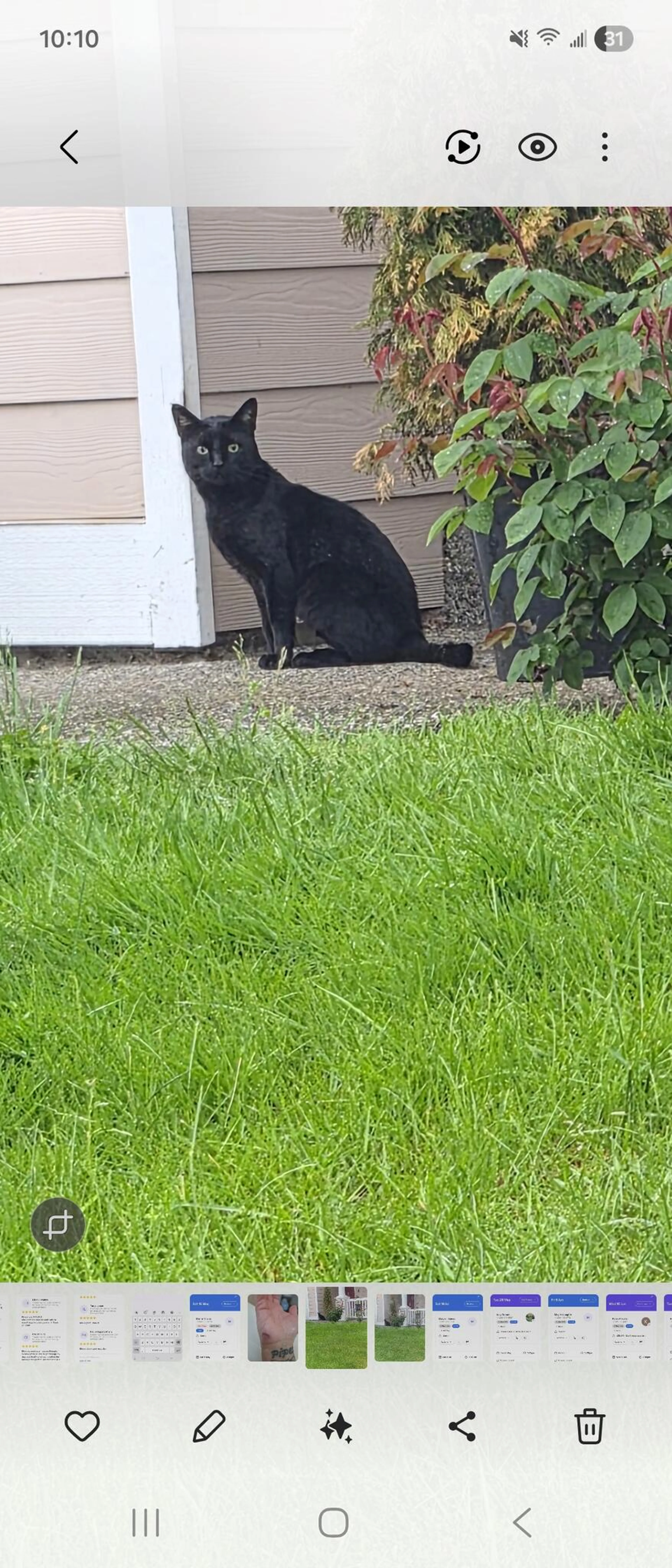 Found pet