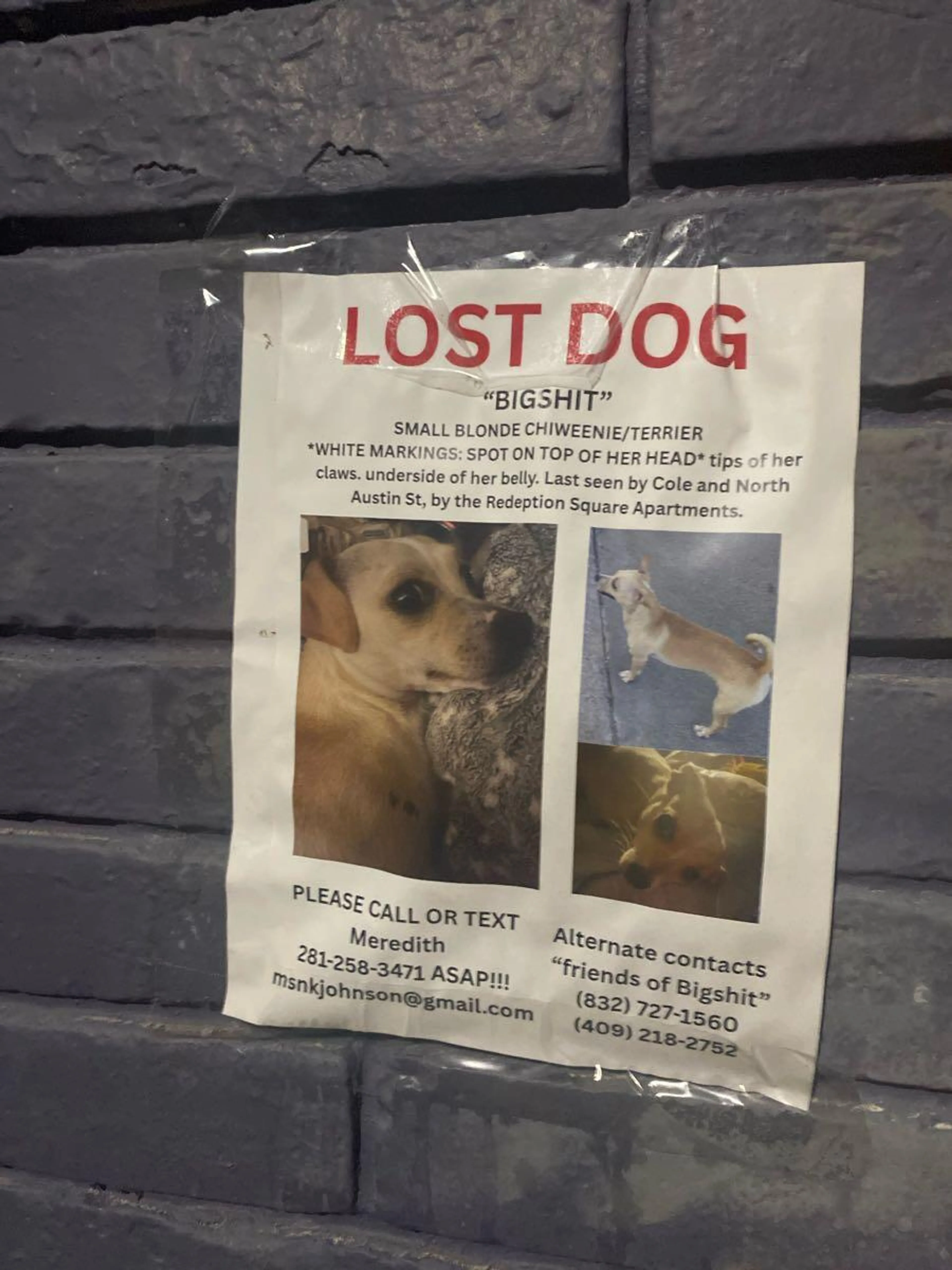 Lost pet