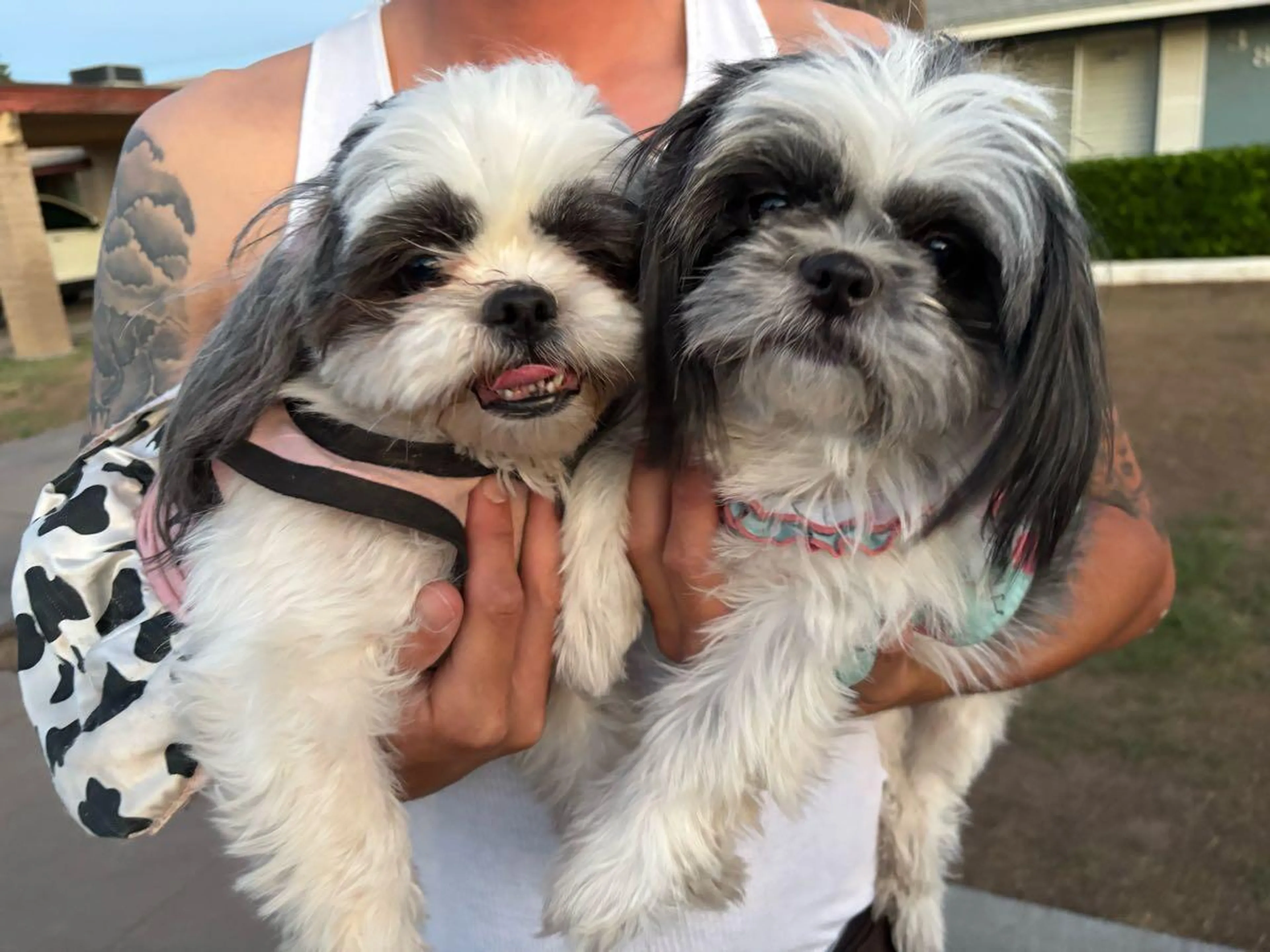Found pet