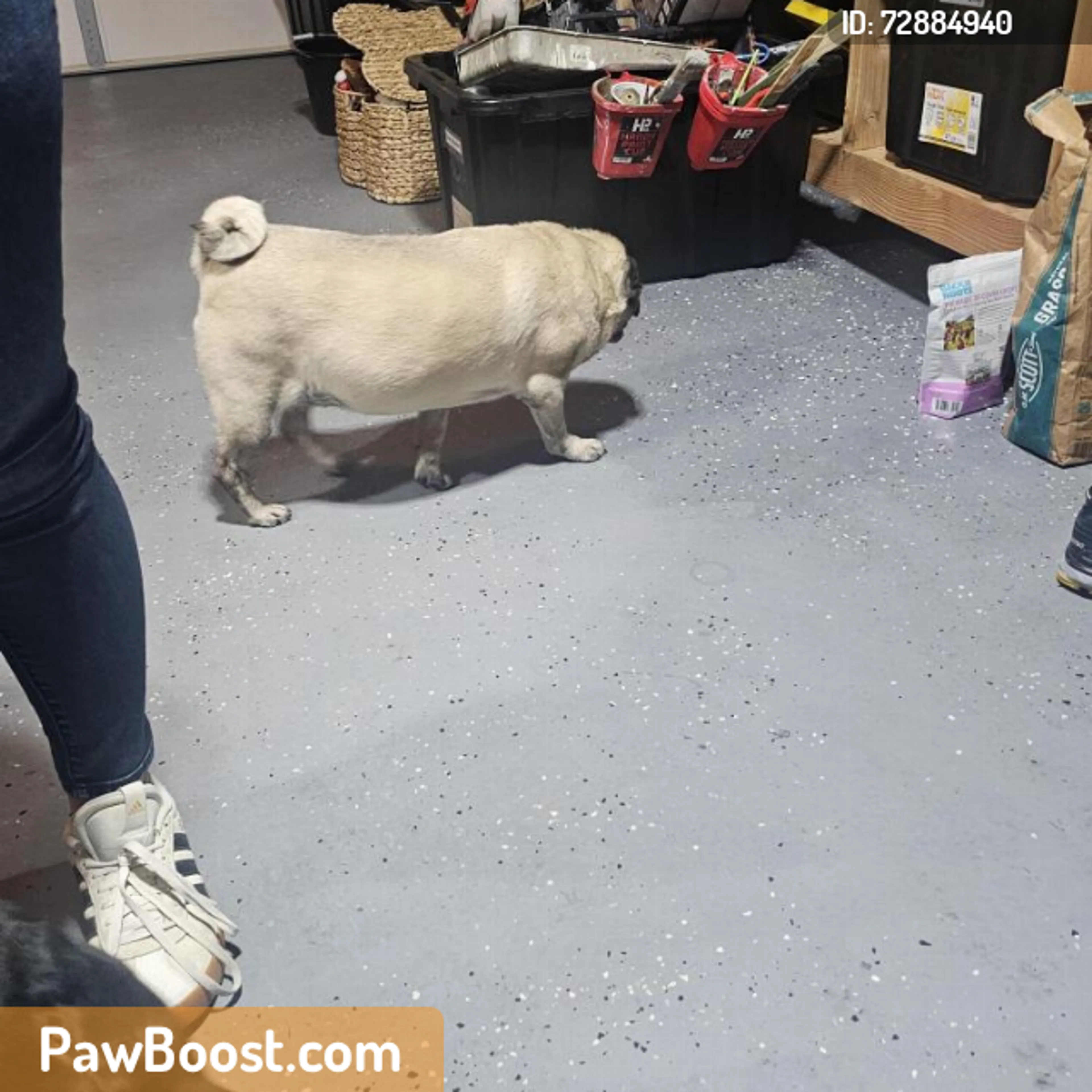 Found pet