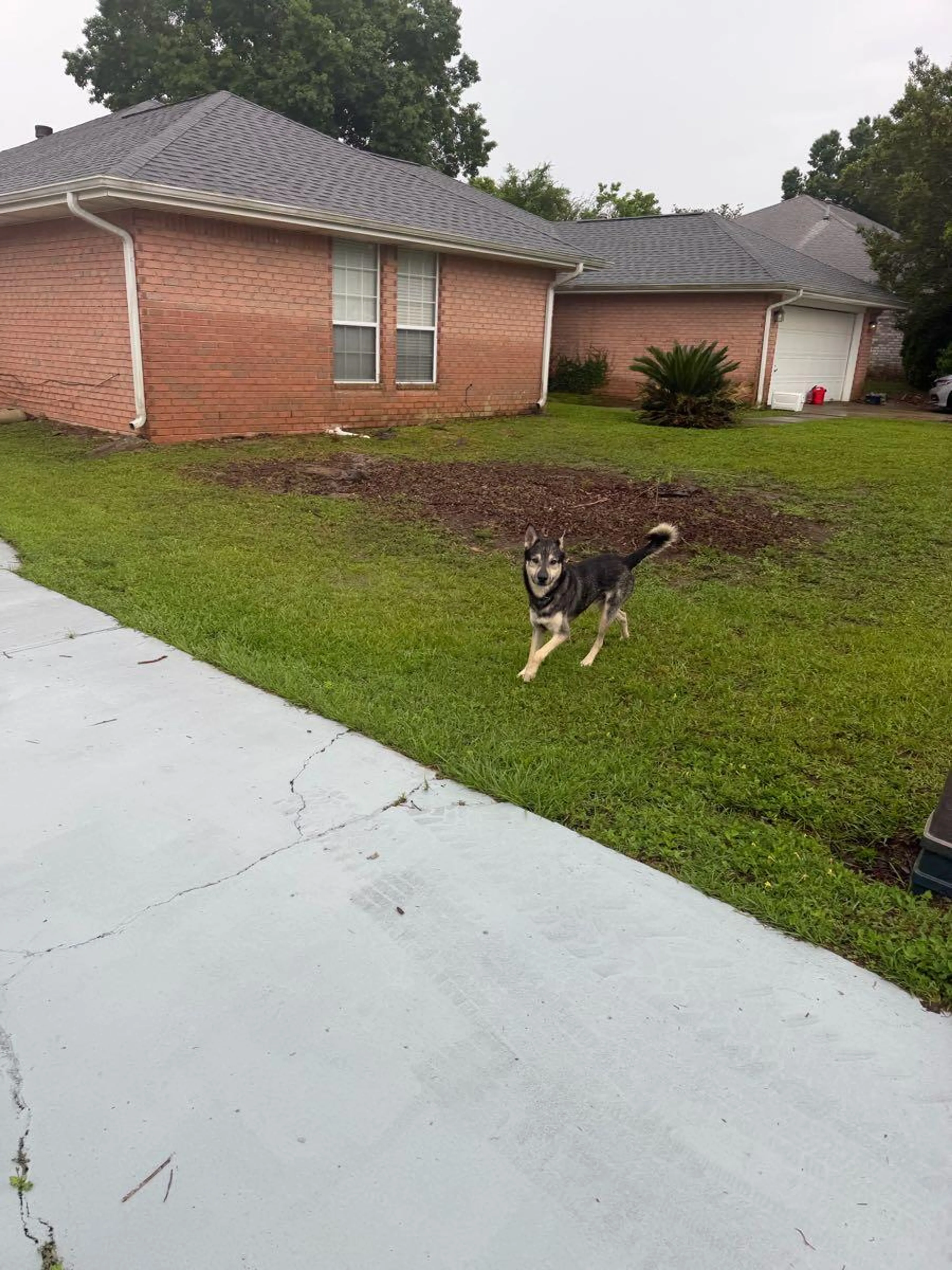Found pet