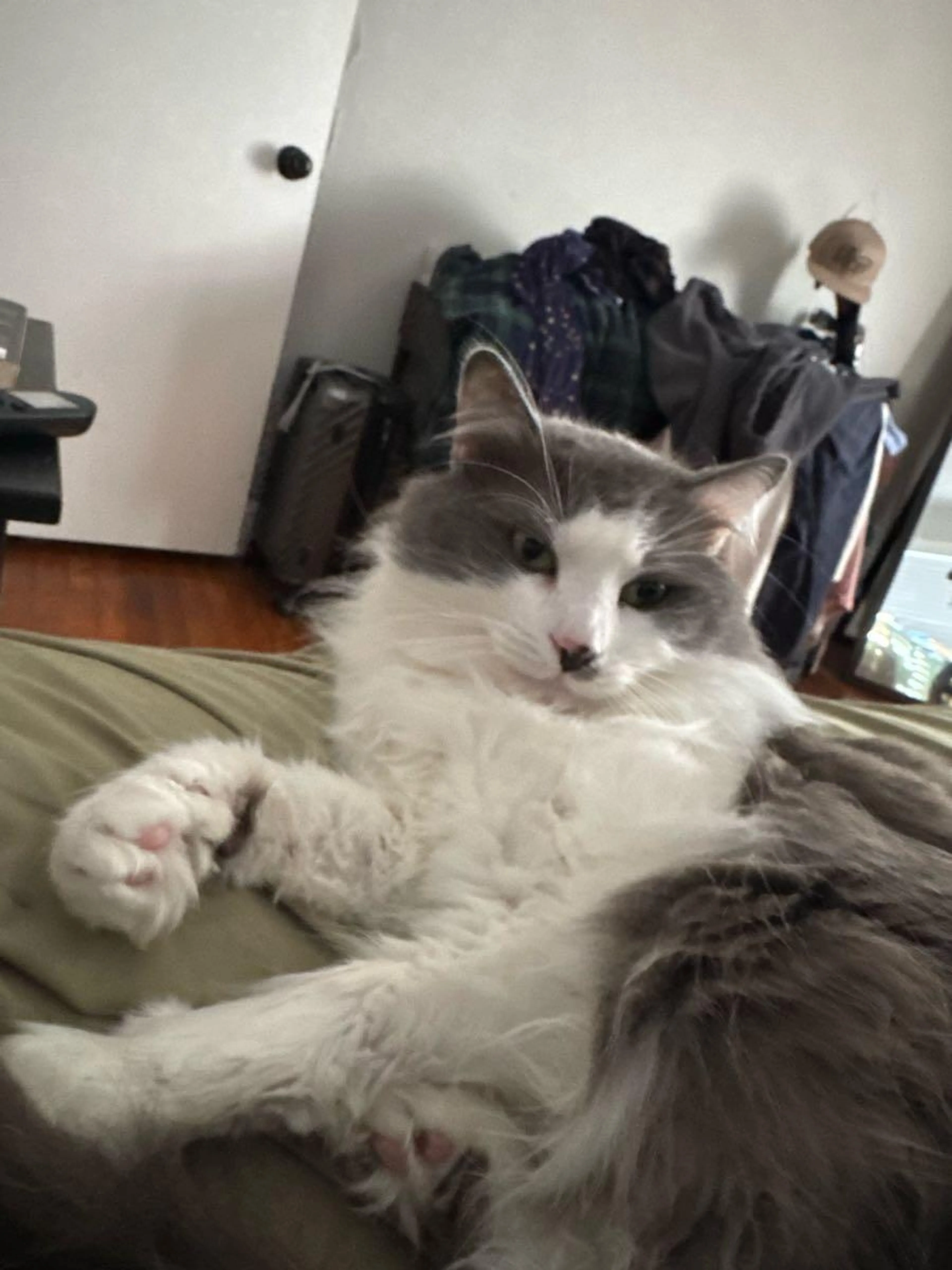 Lost pet