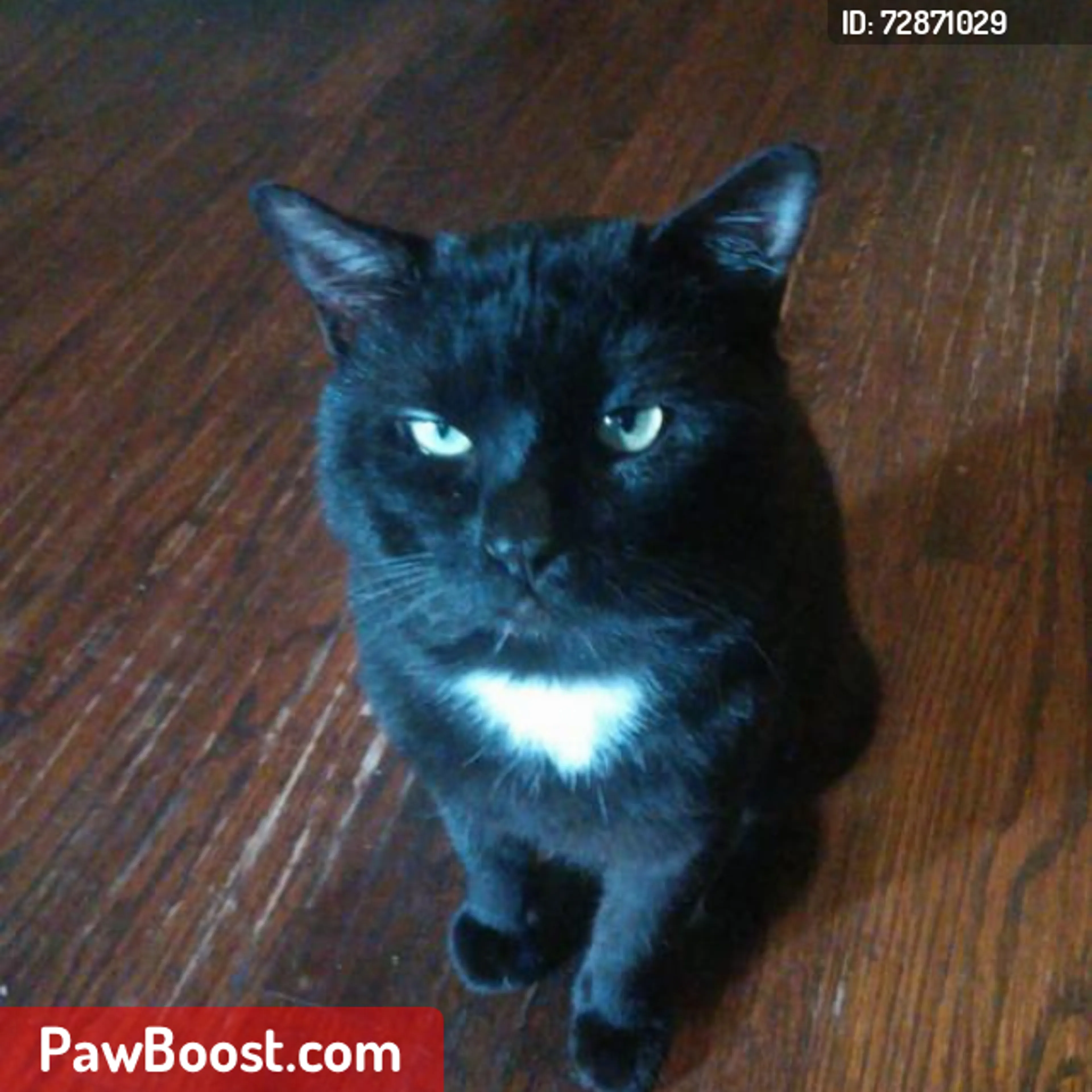 Lost pet