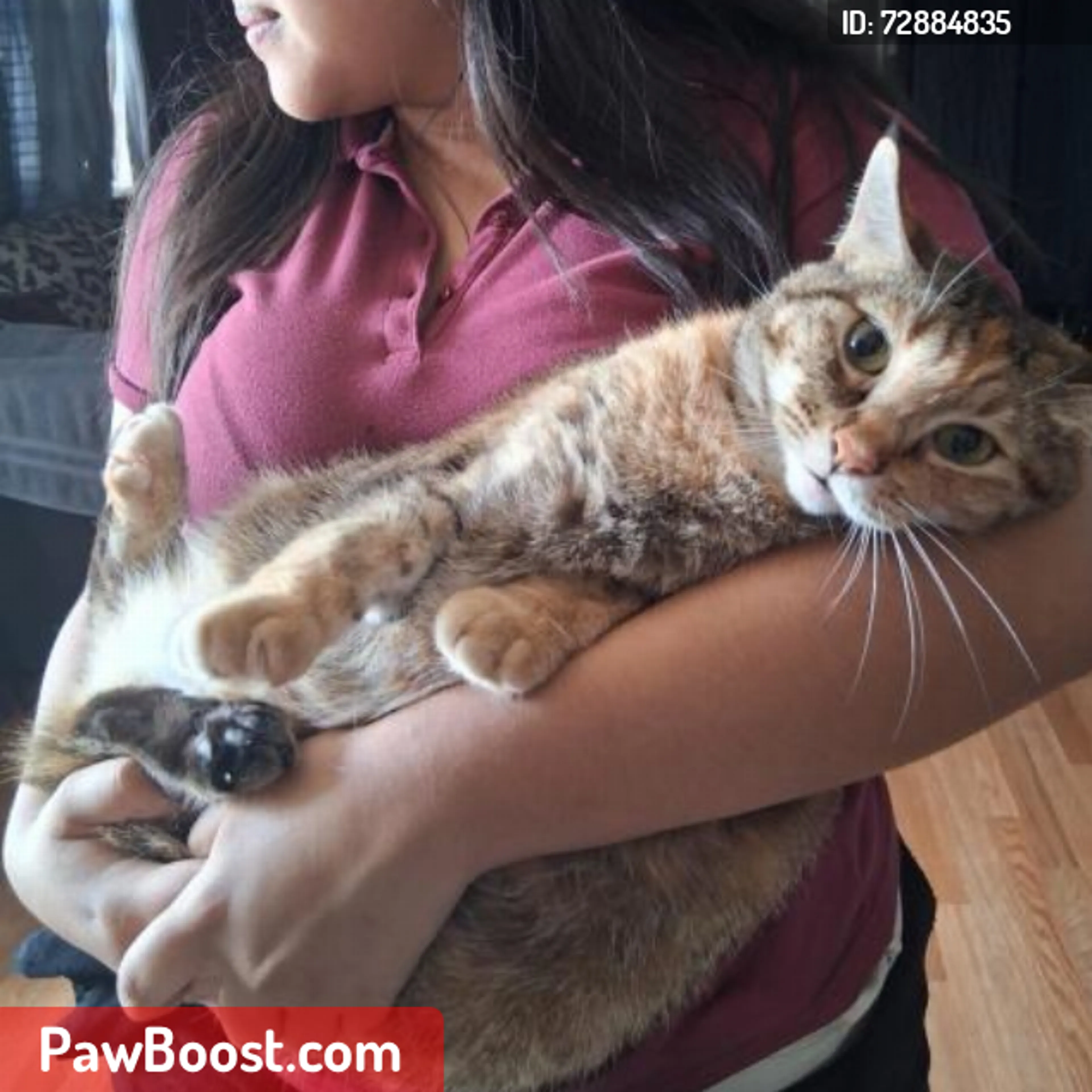 Lost pet