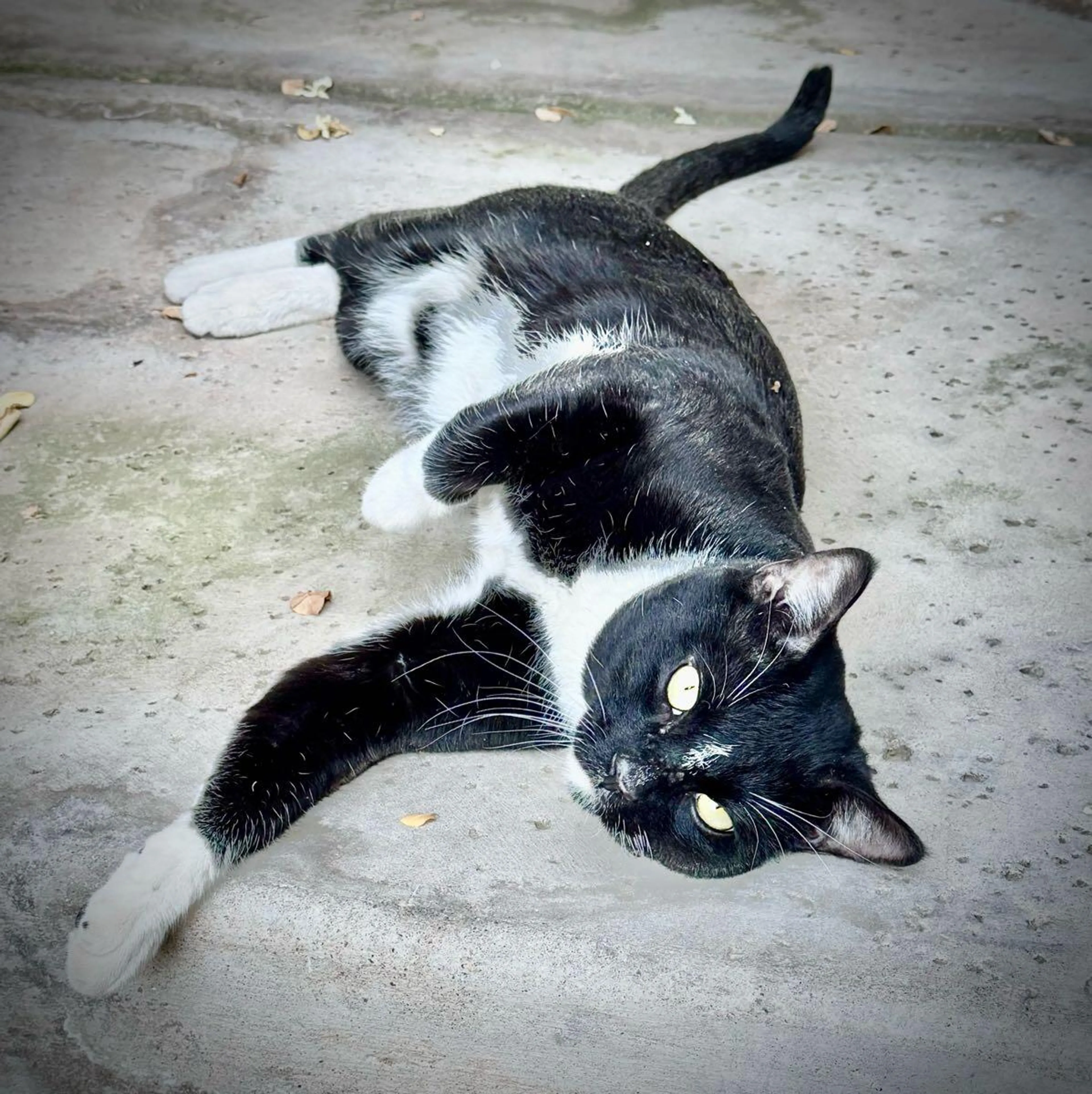 Found pet