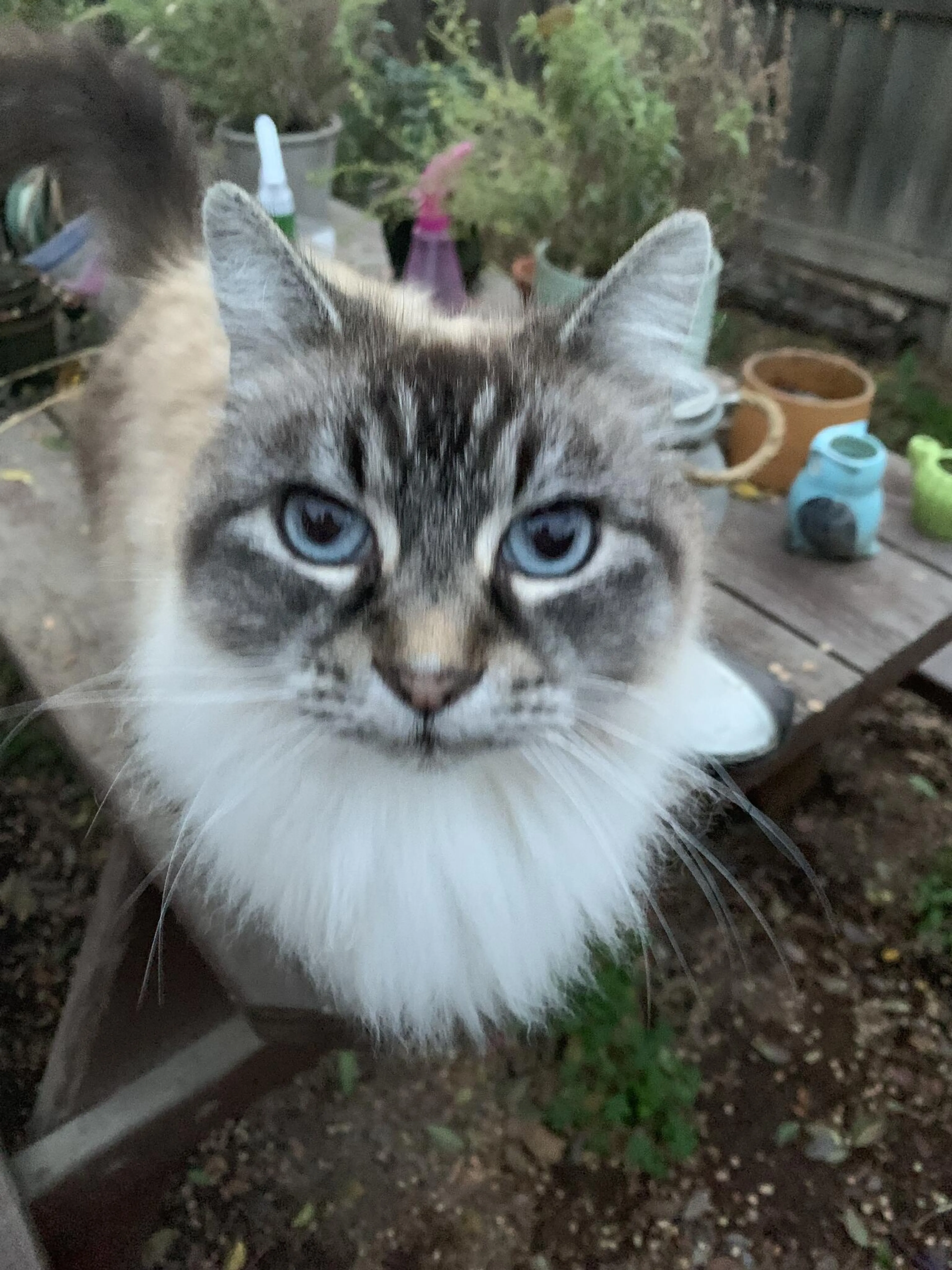 Lost pet
