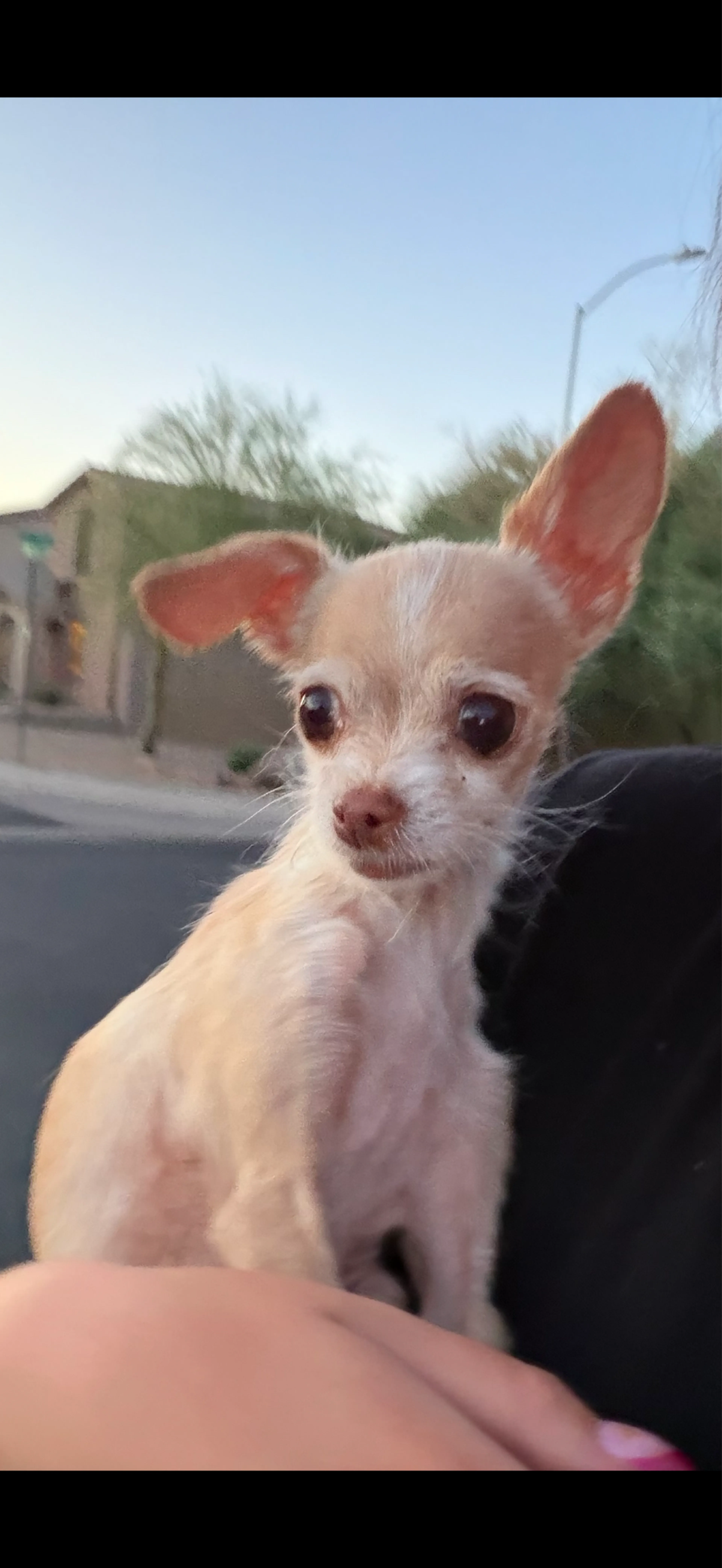 Found pet