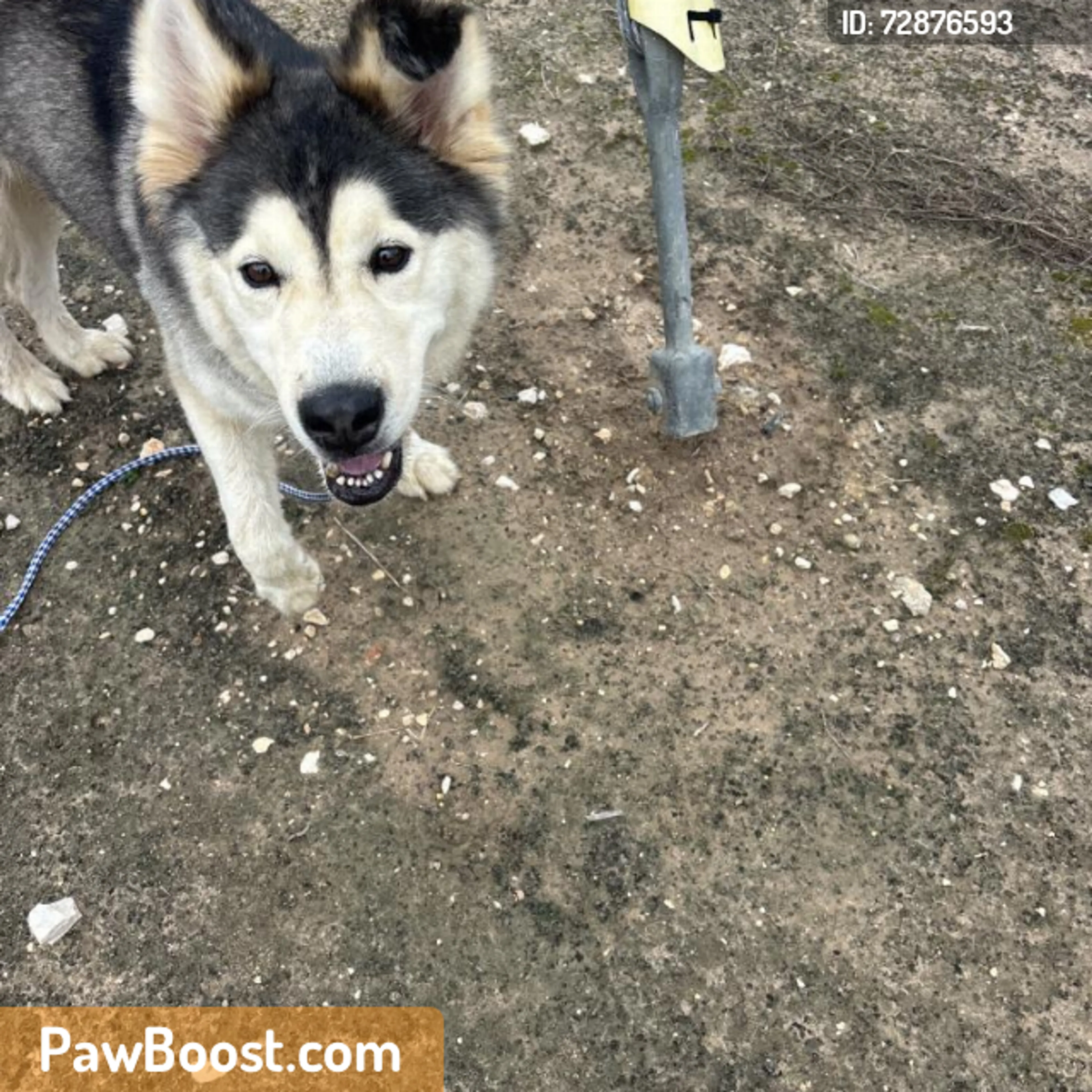 Found pet
