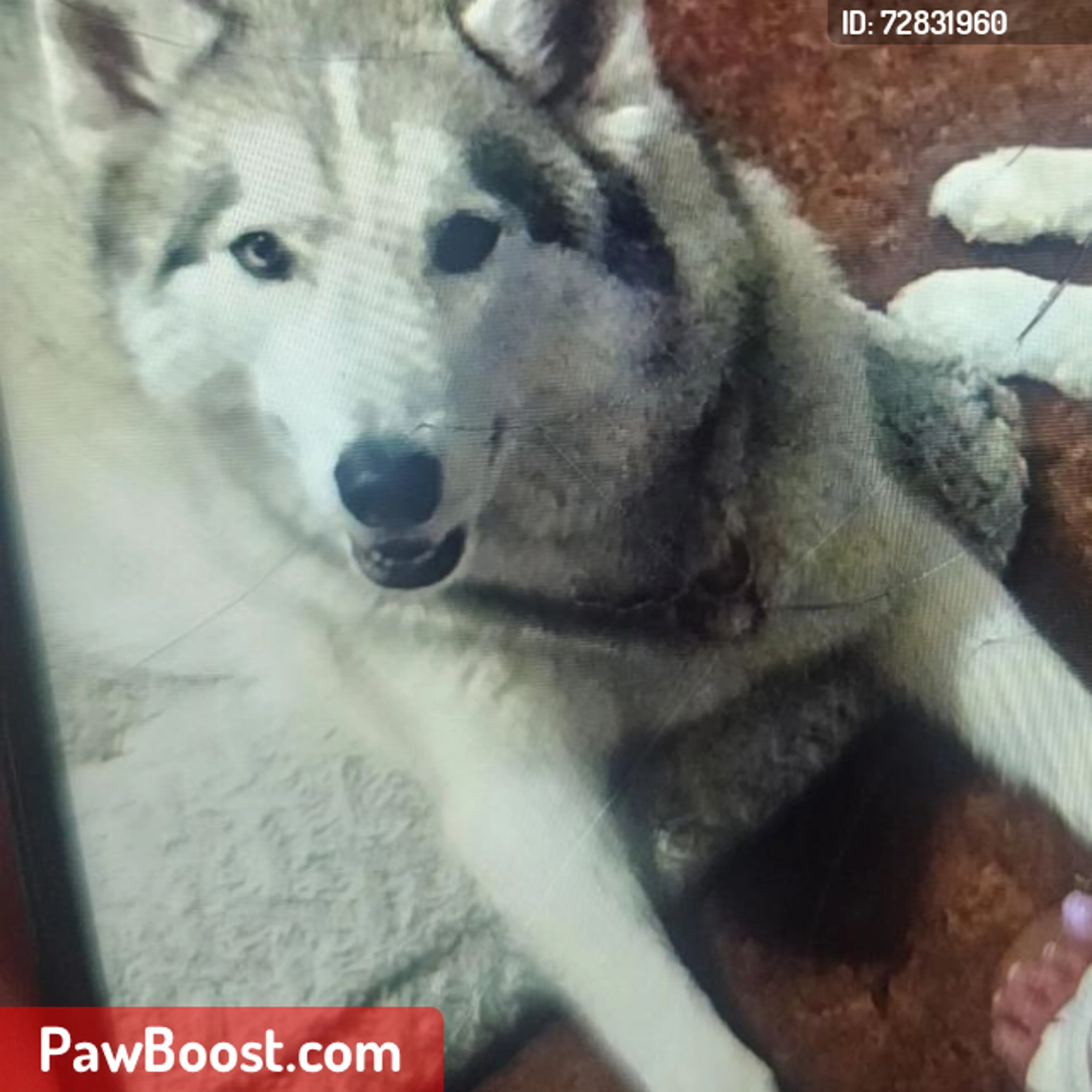 Lost pet