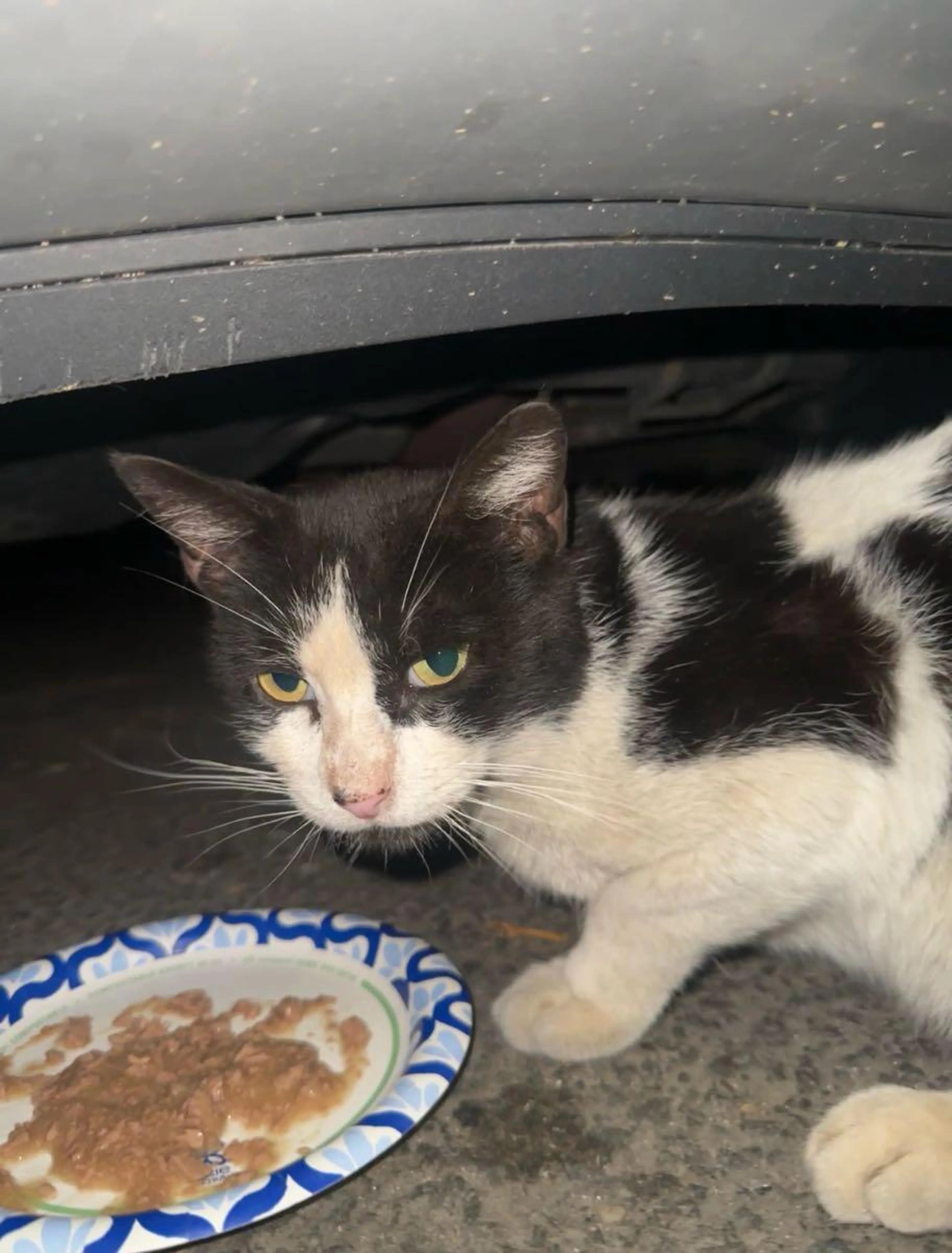 Found pet