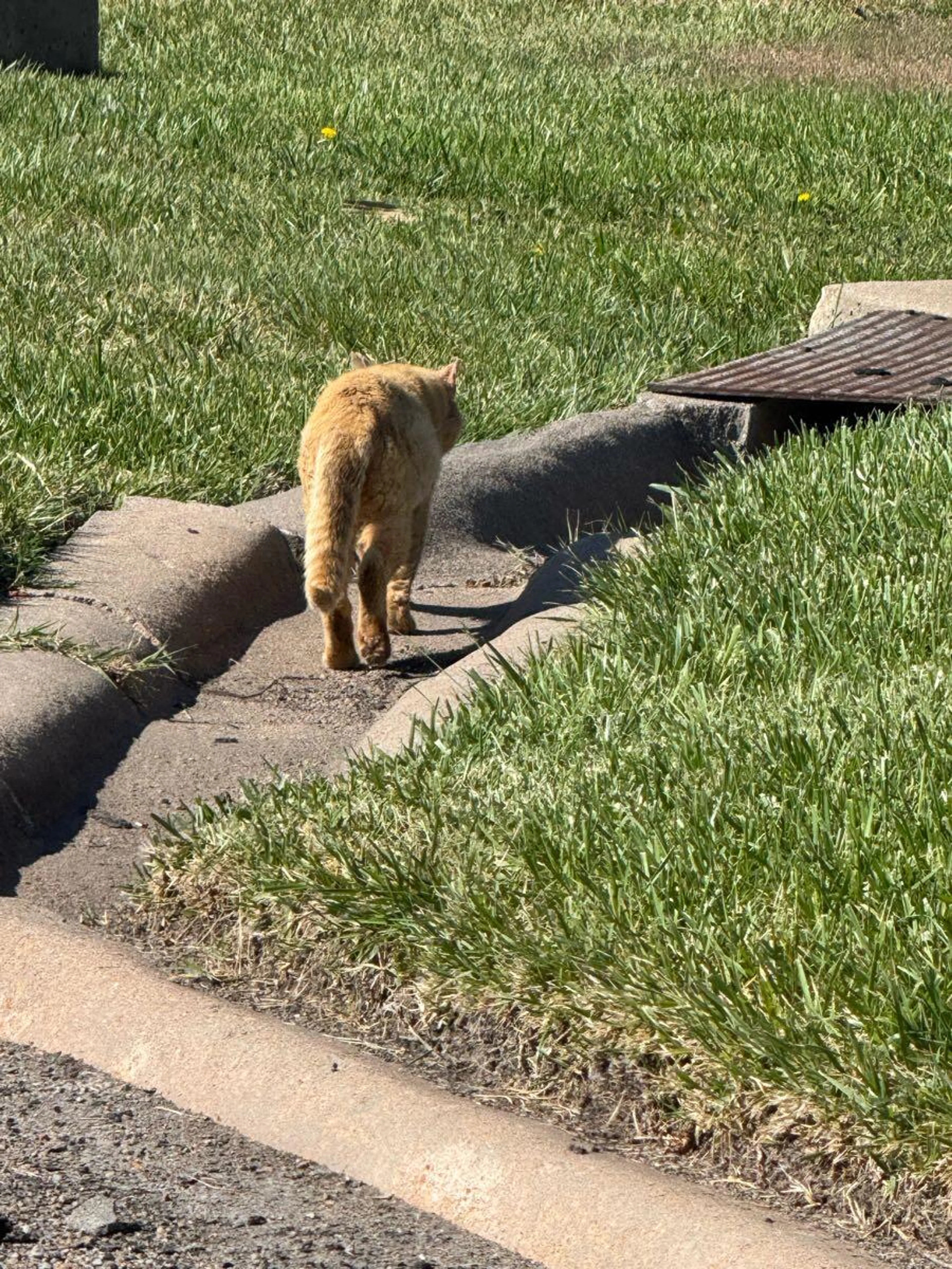 Found pet