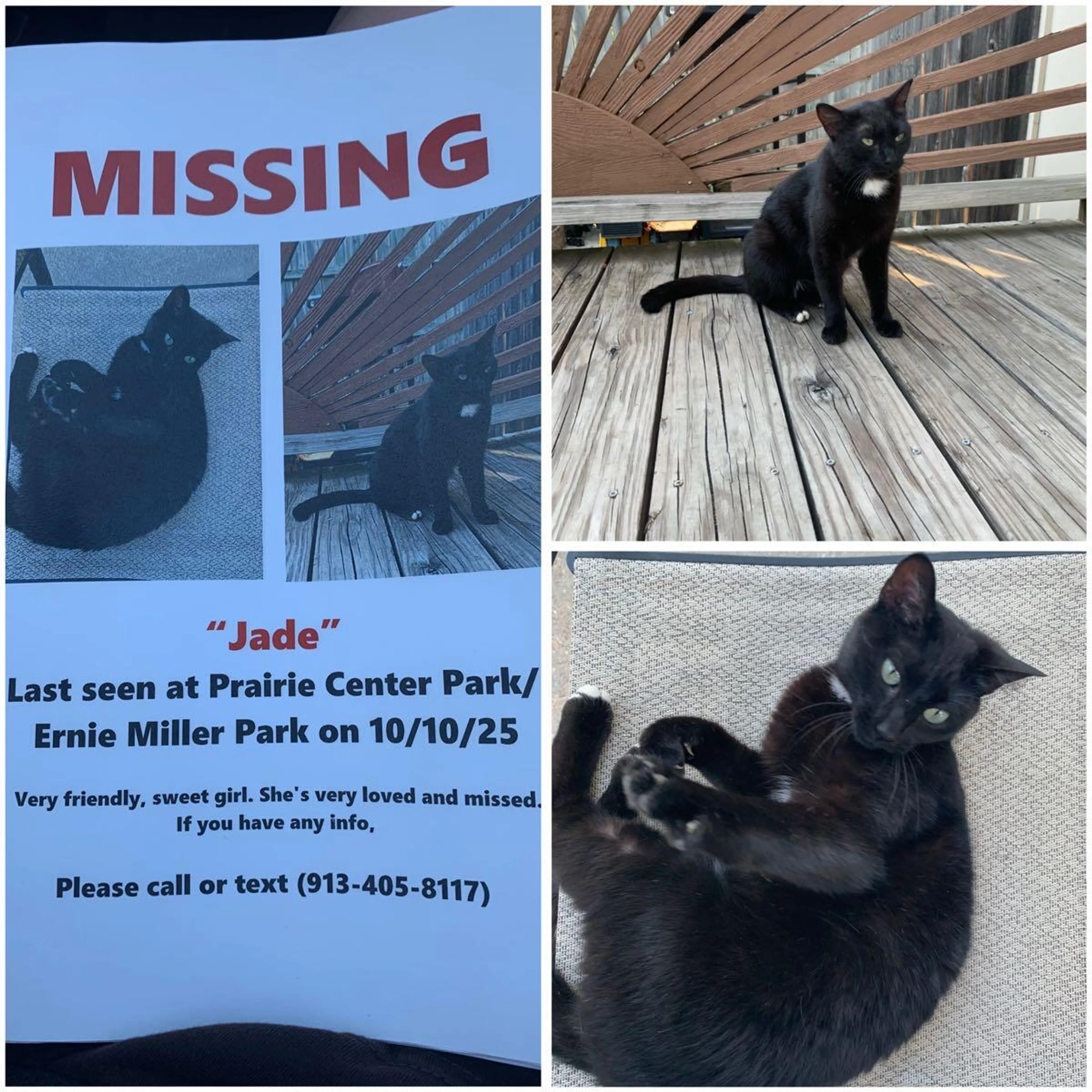 Lost pet