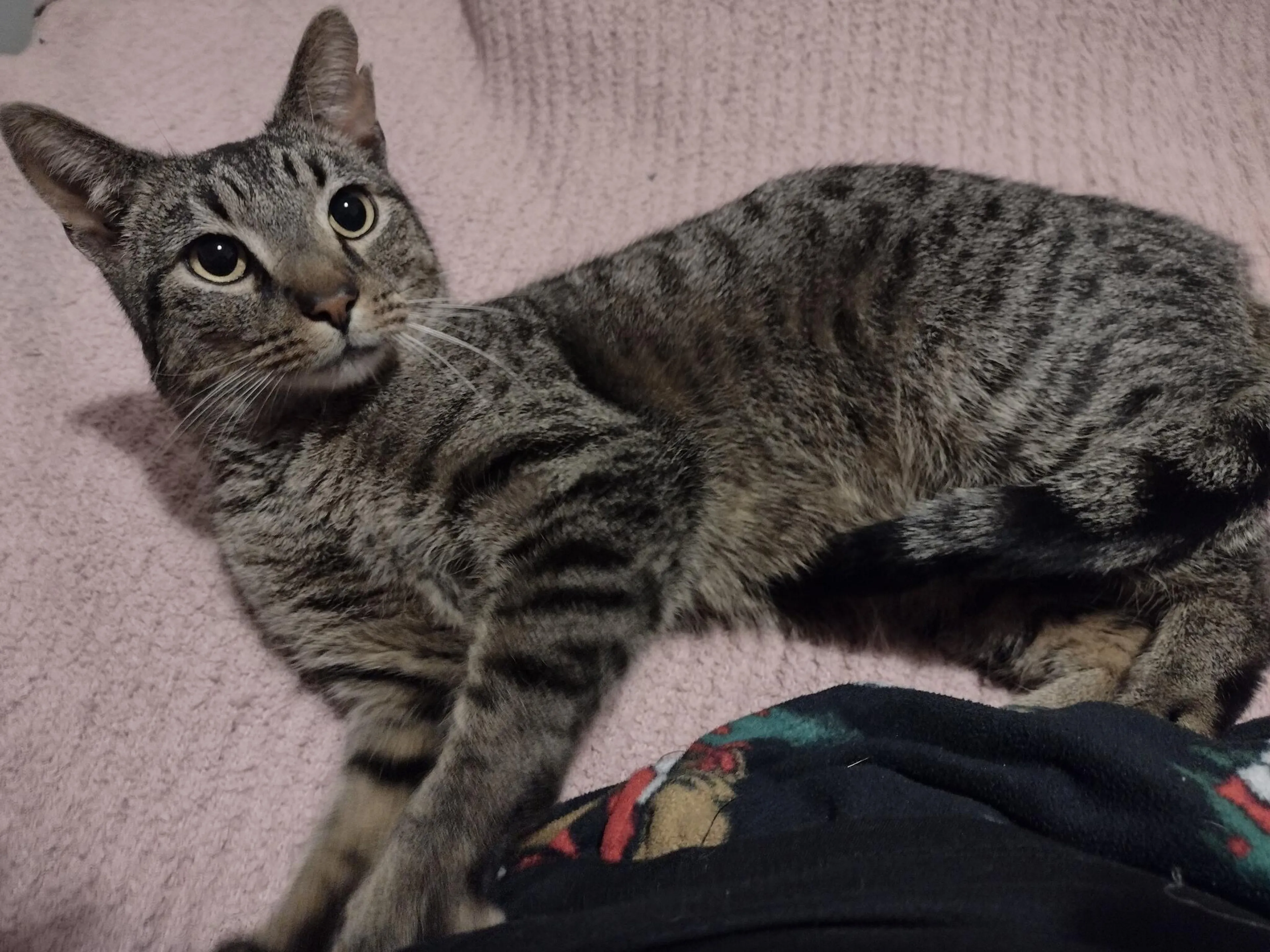 Lost pet