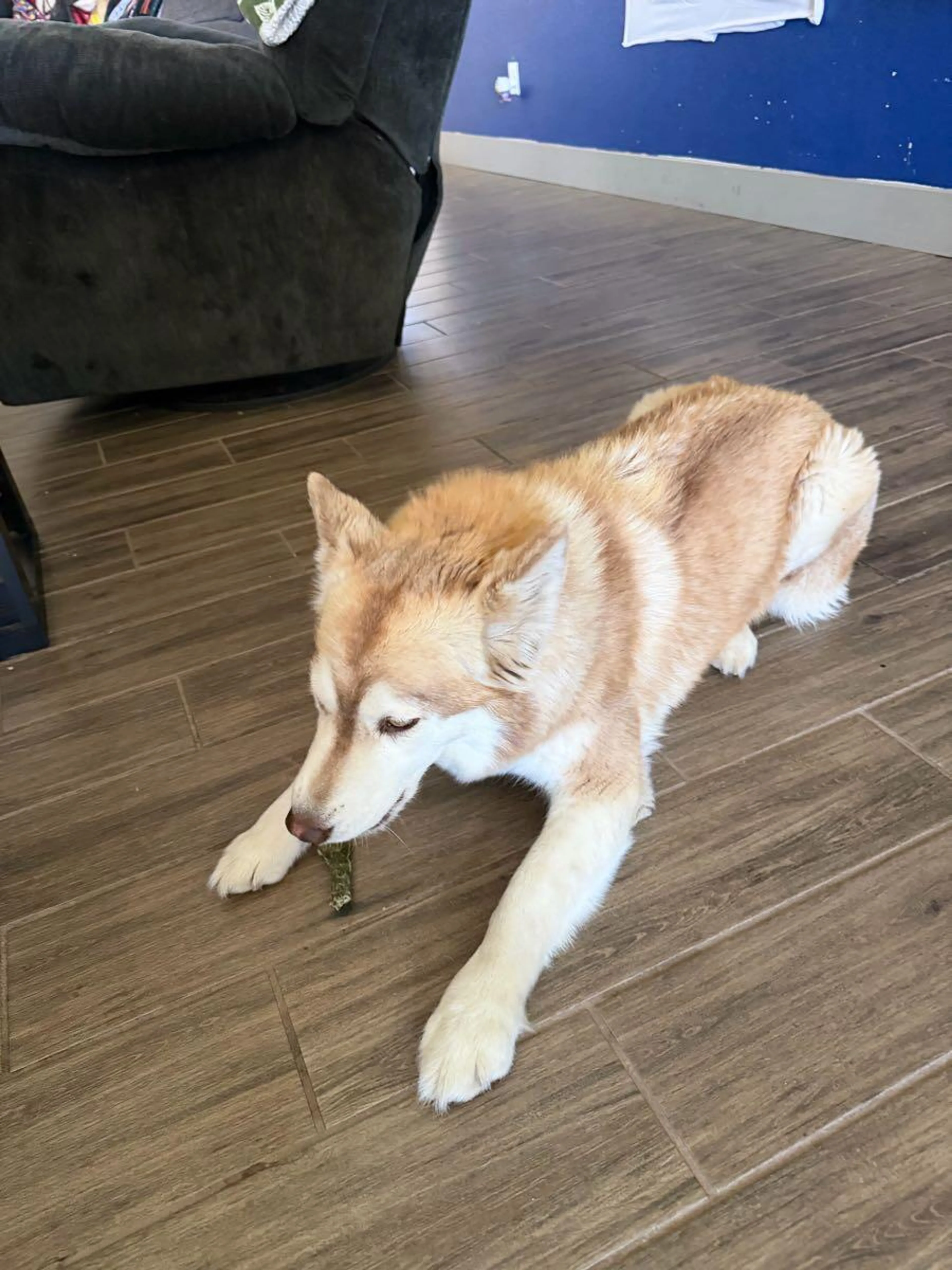 Found pet