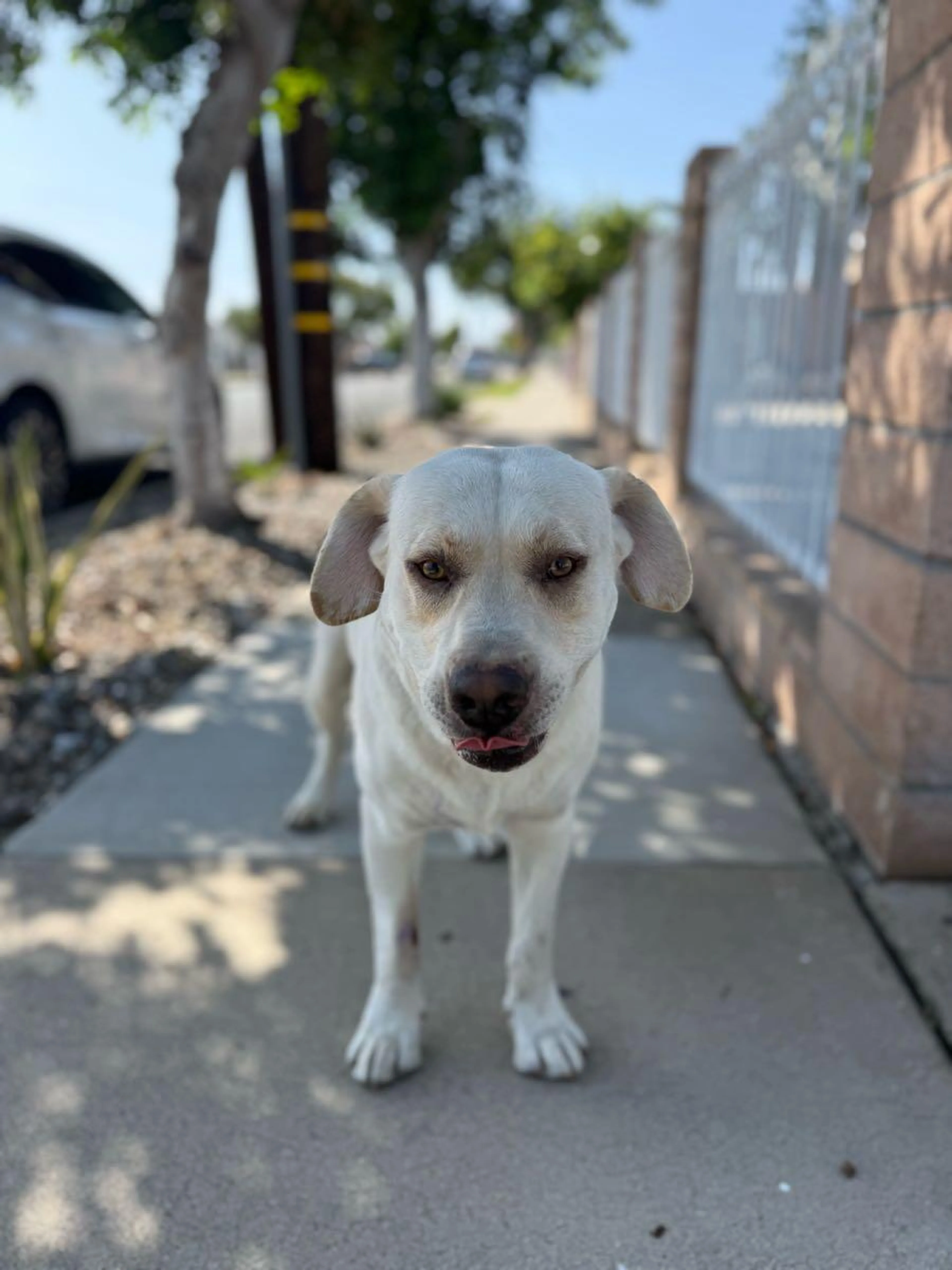 Found pet