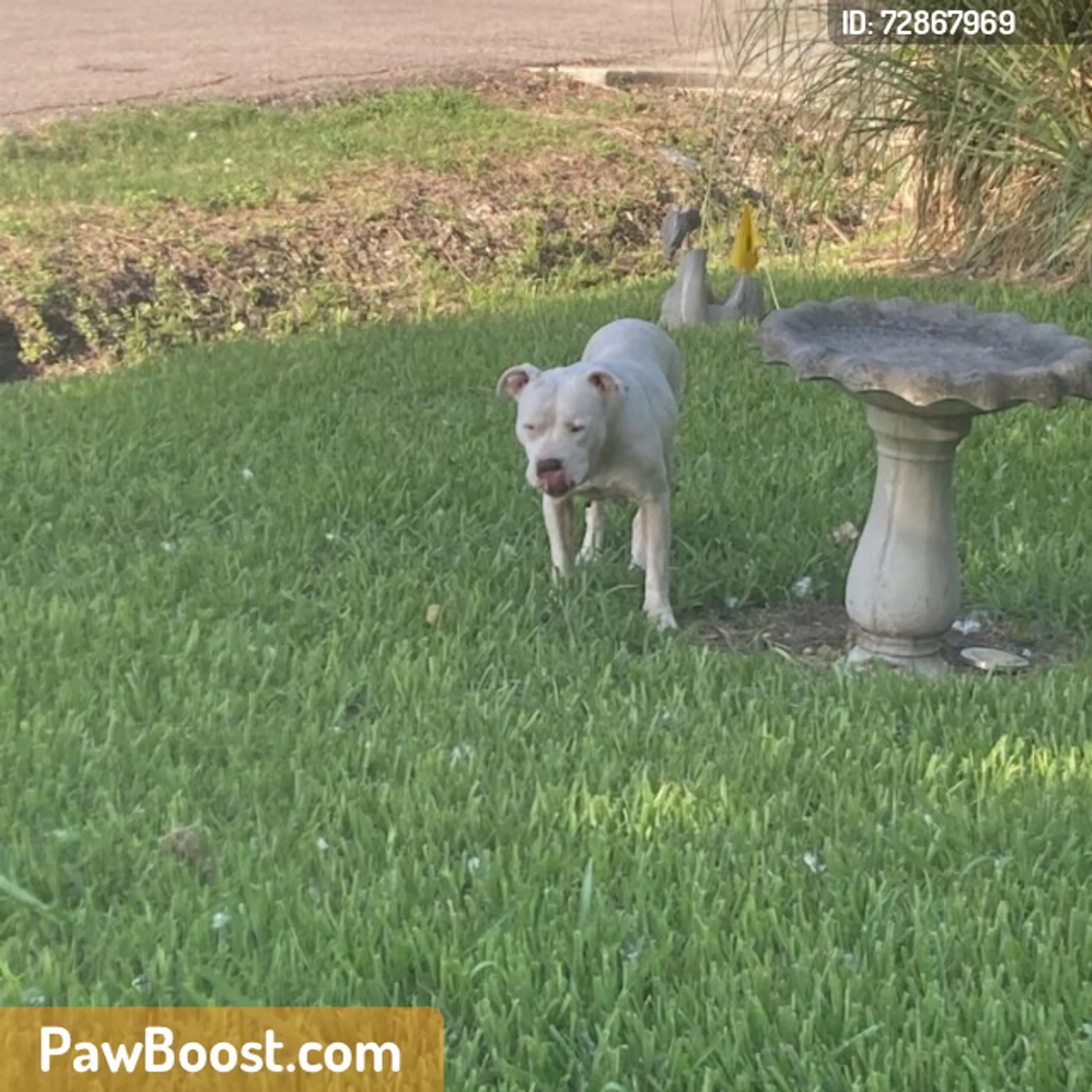 Found pet