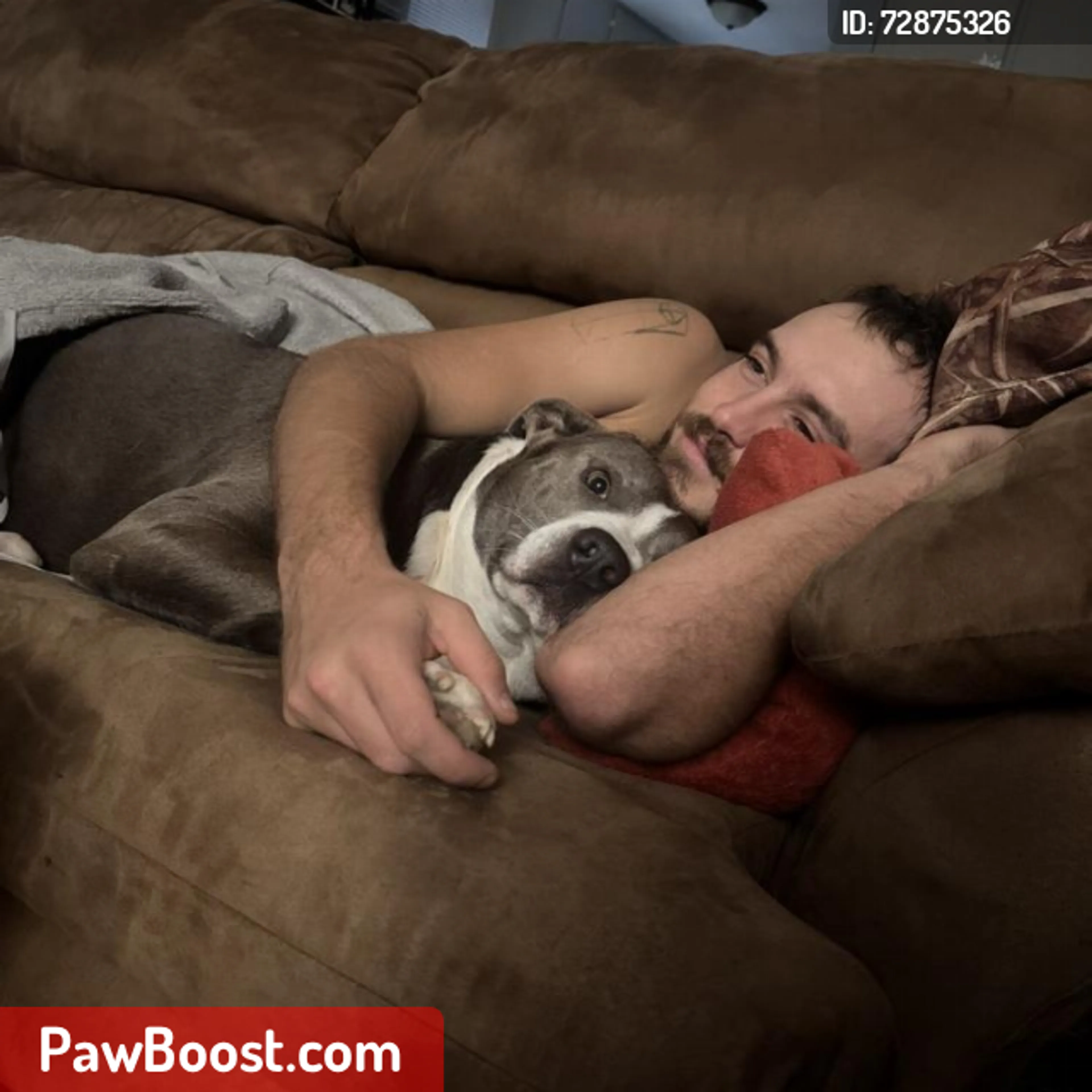 Lost pet