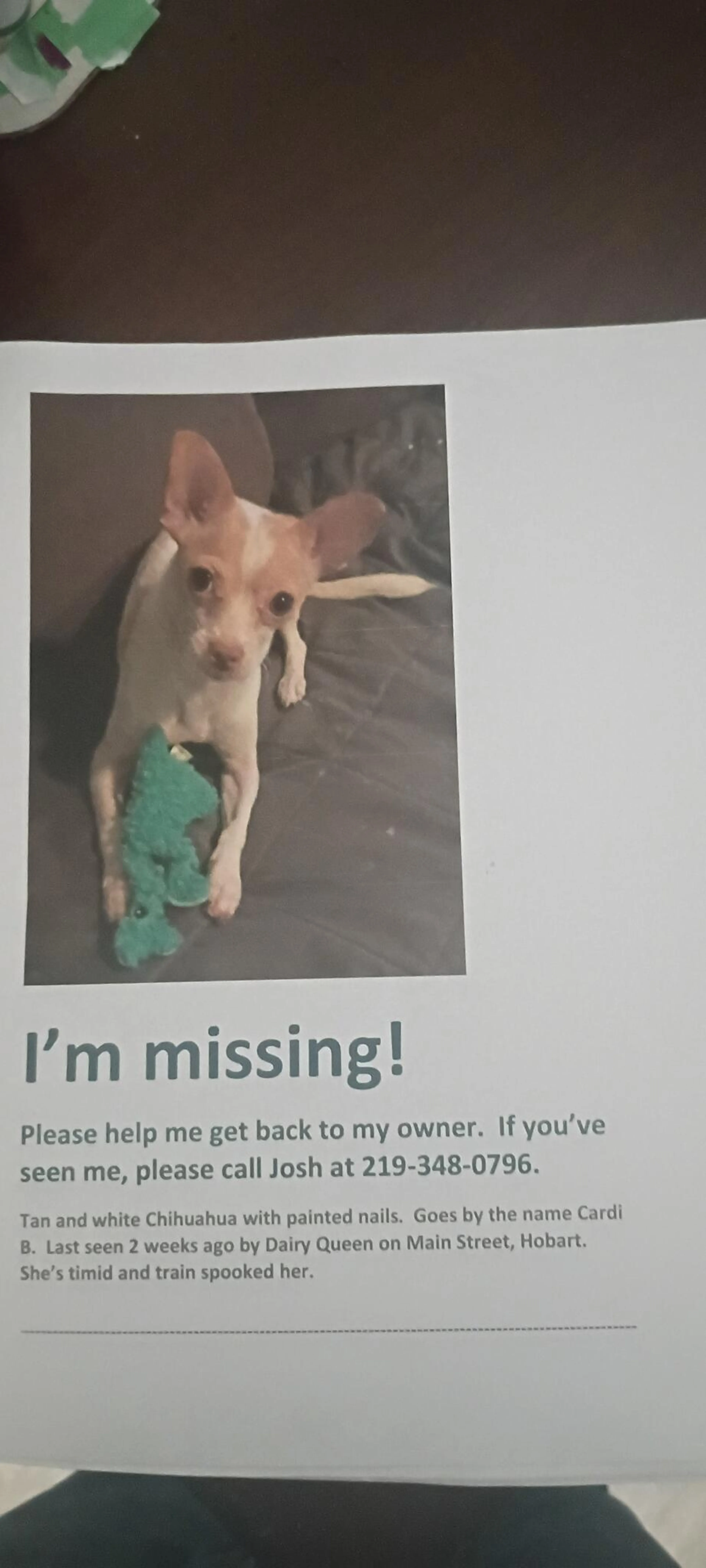 Lost pet