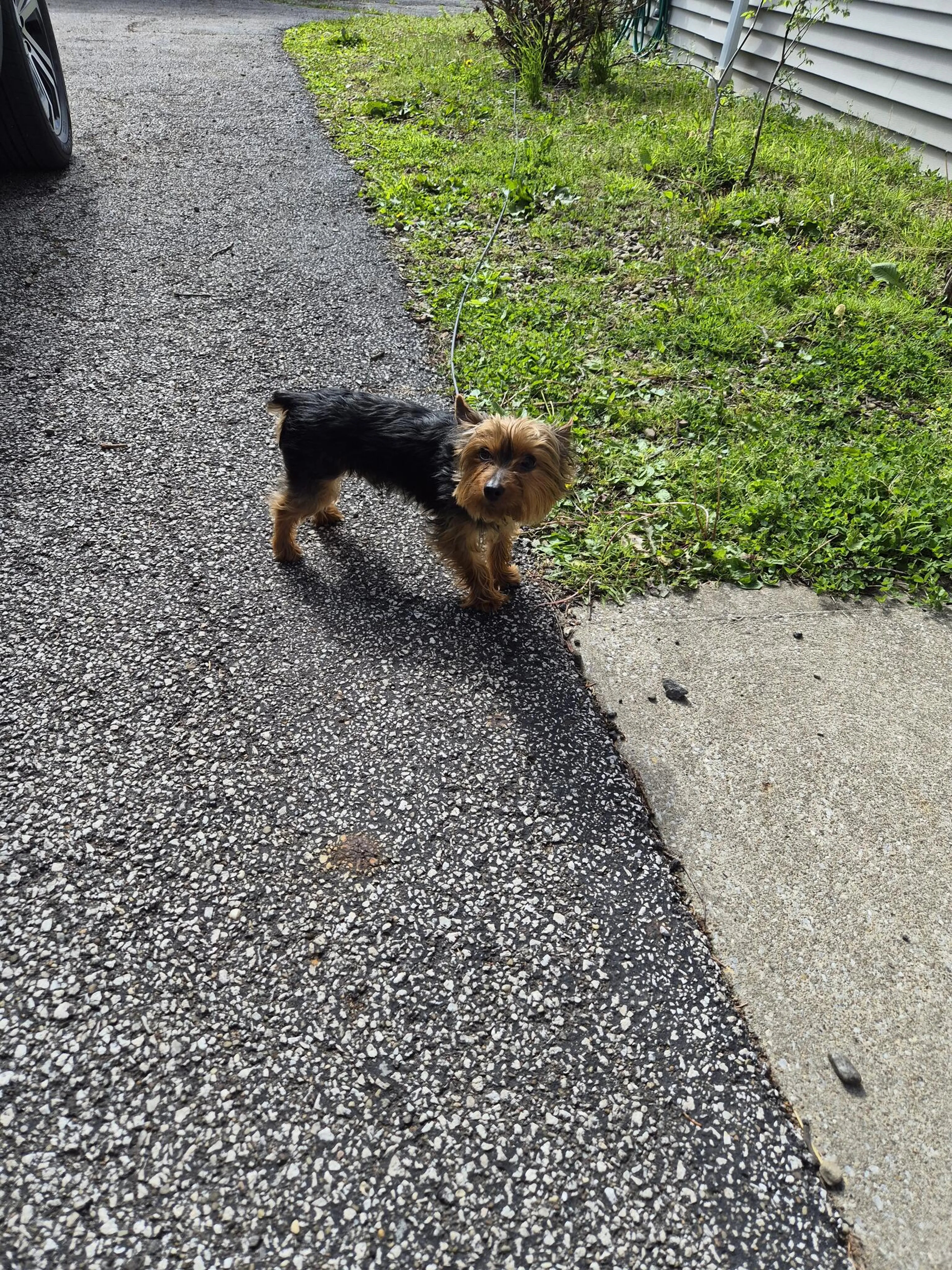 Lost pet