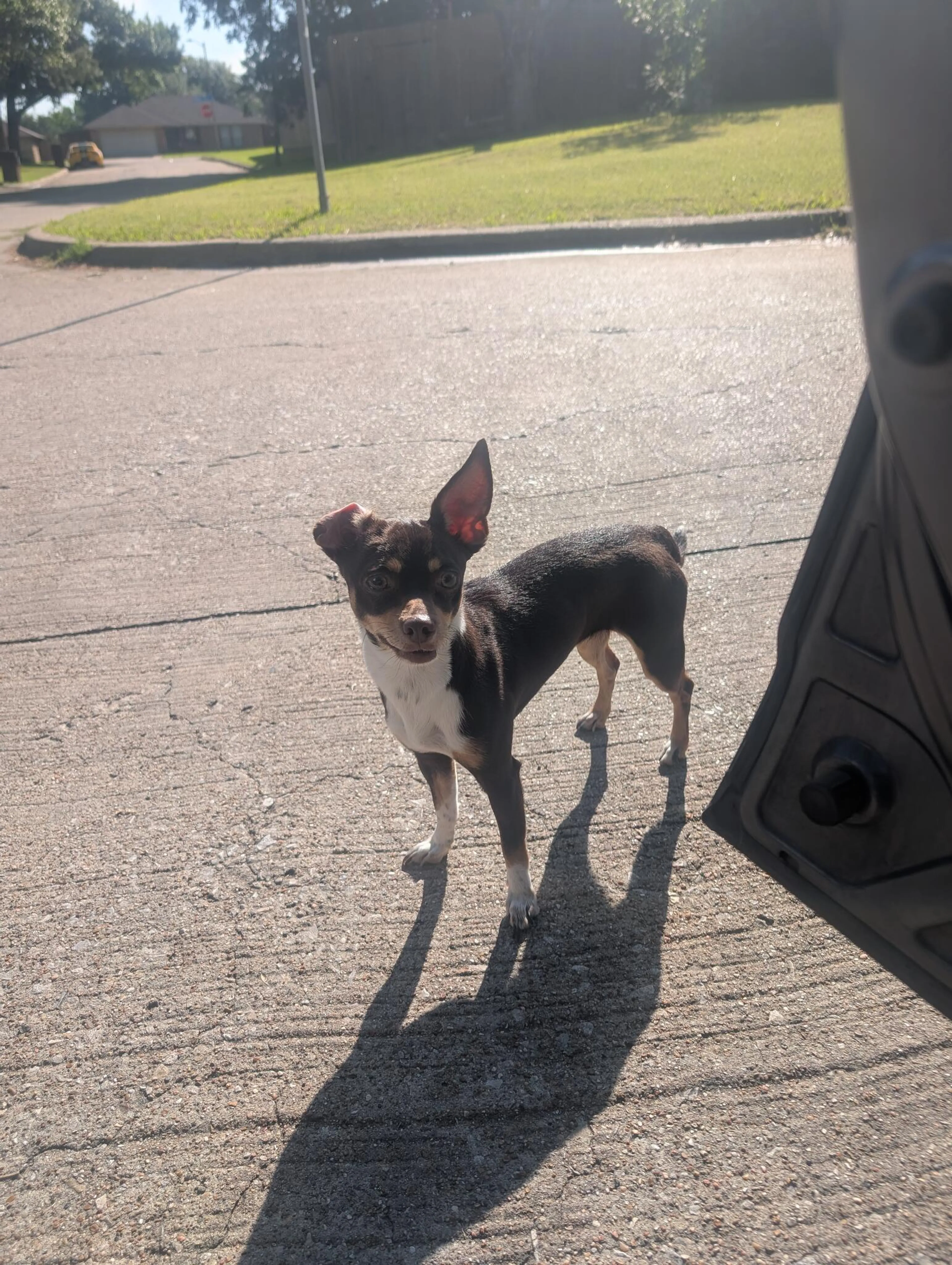 Found pet