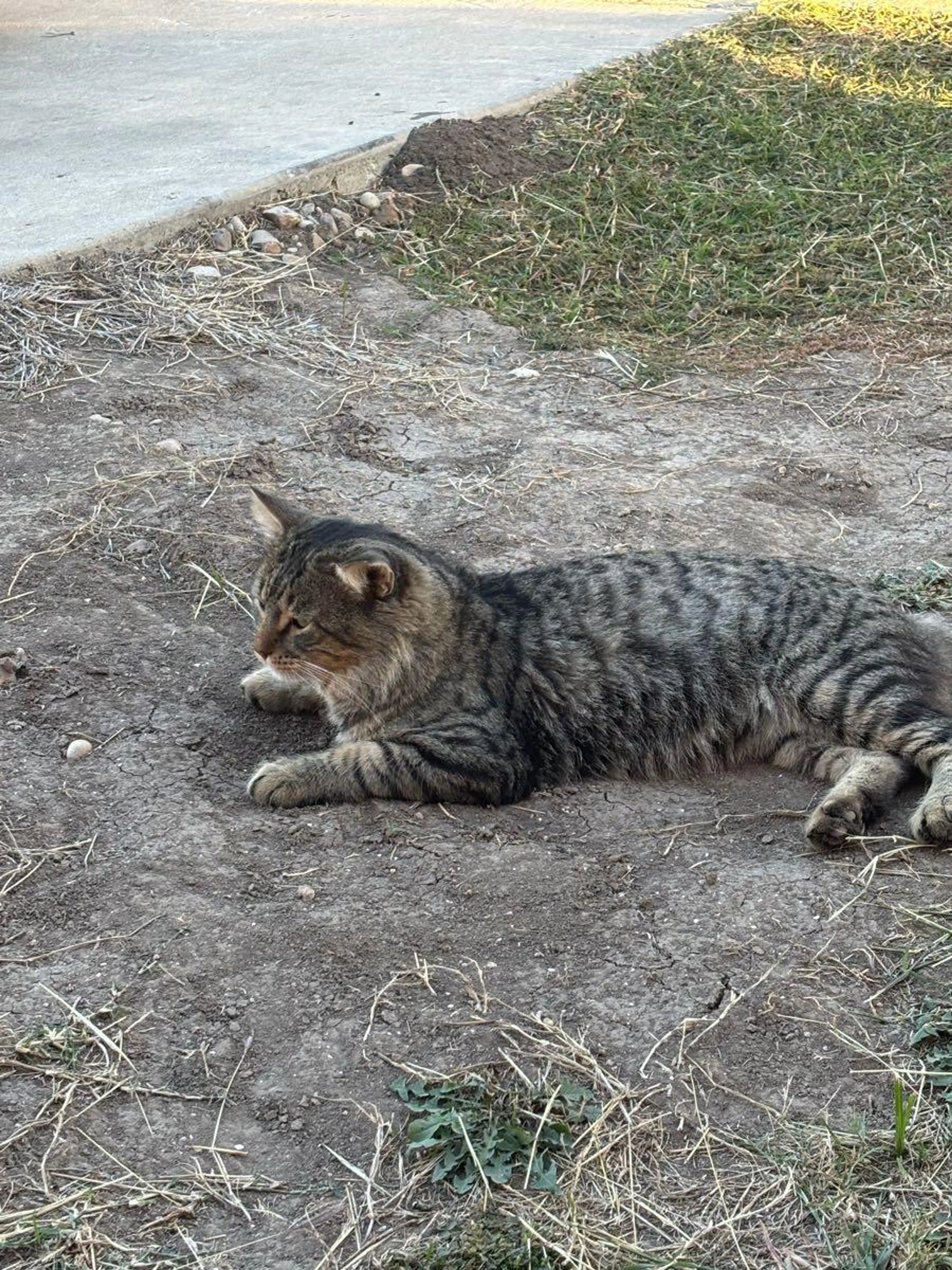 Lost pet