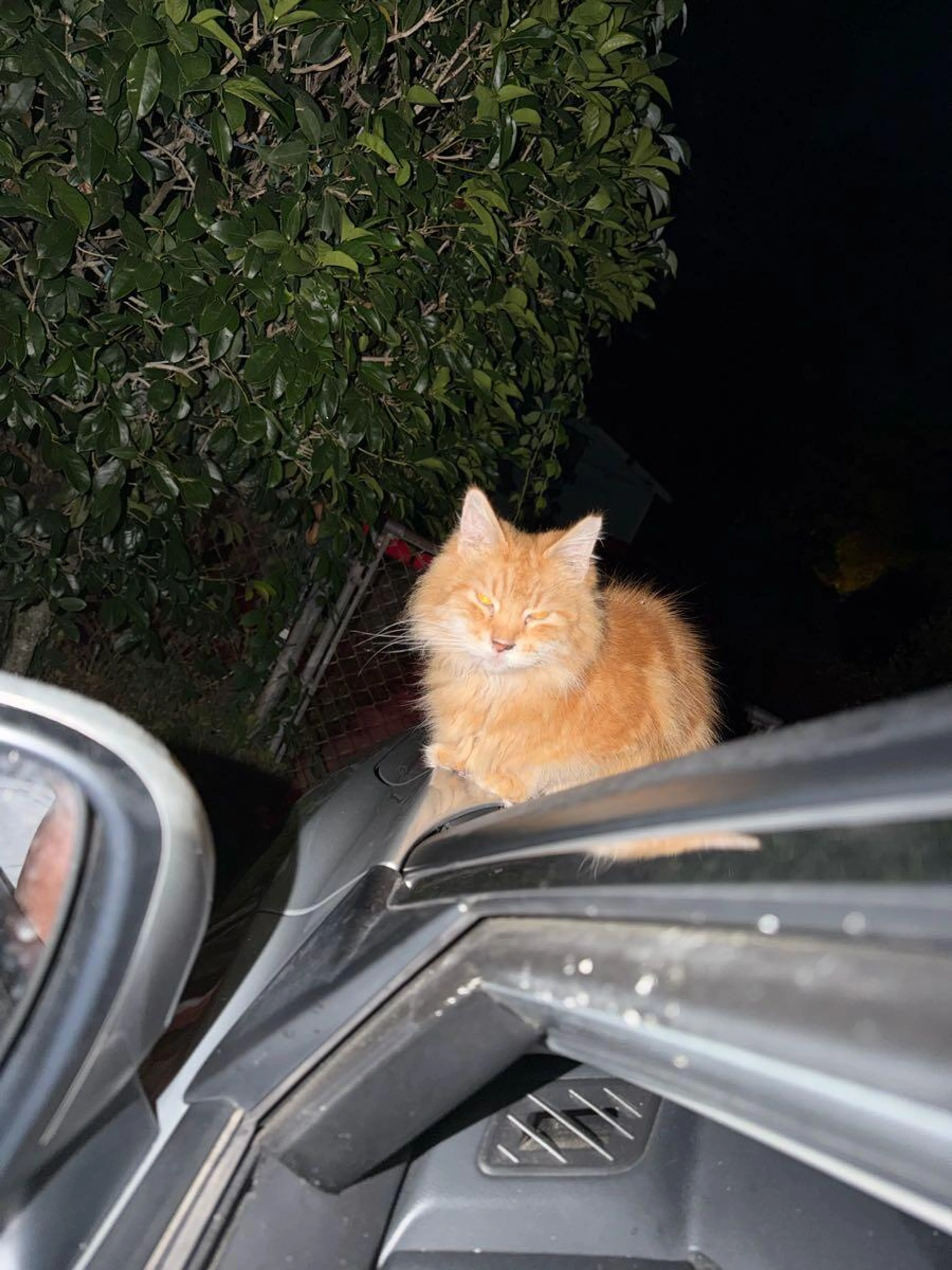 Found pet