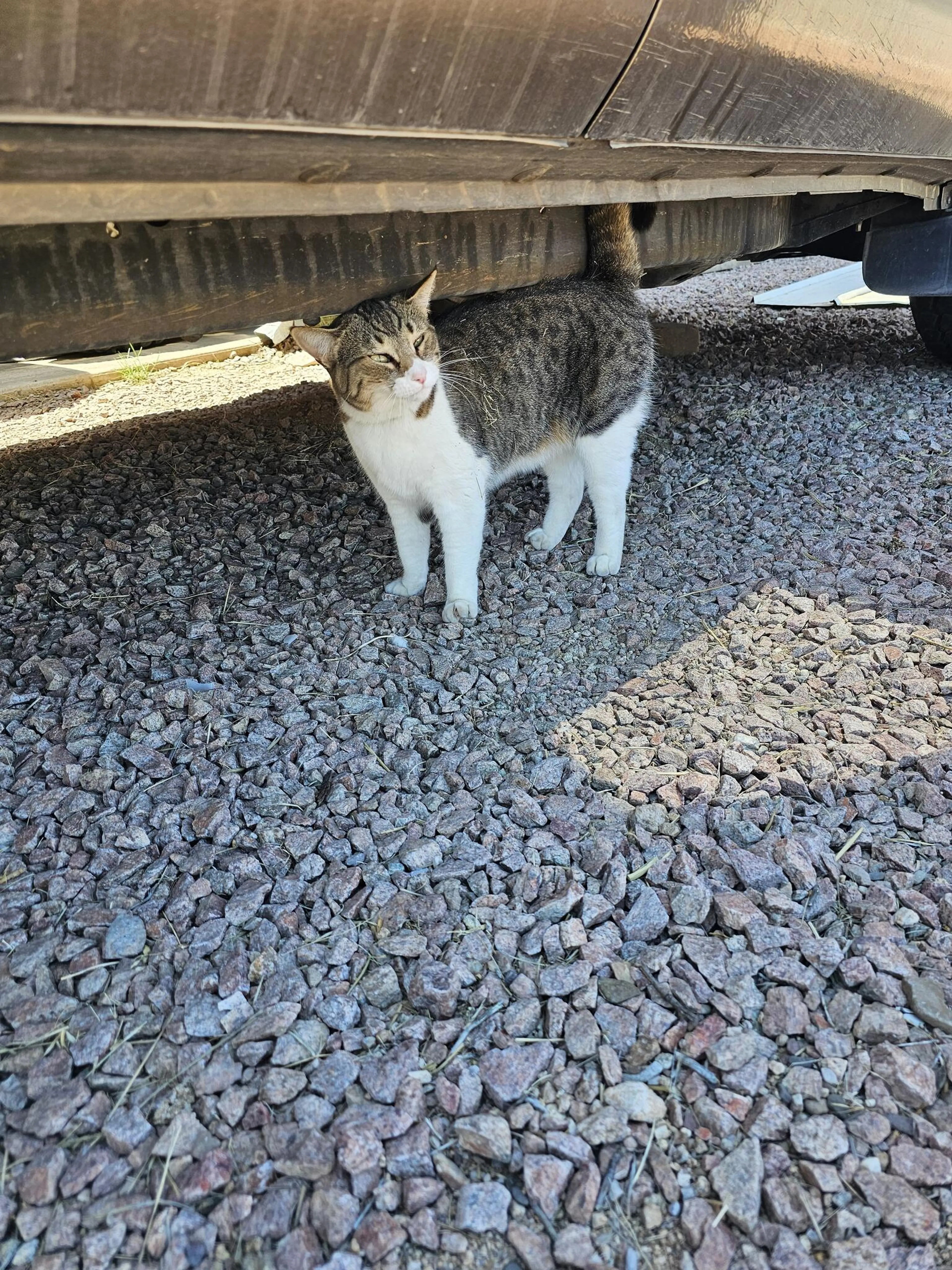 Found pet