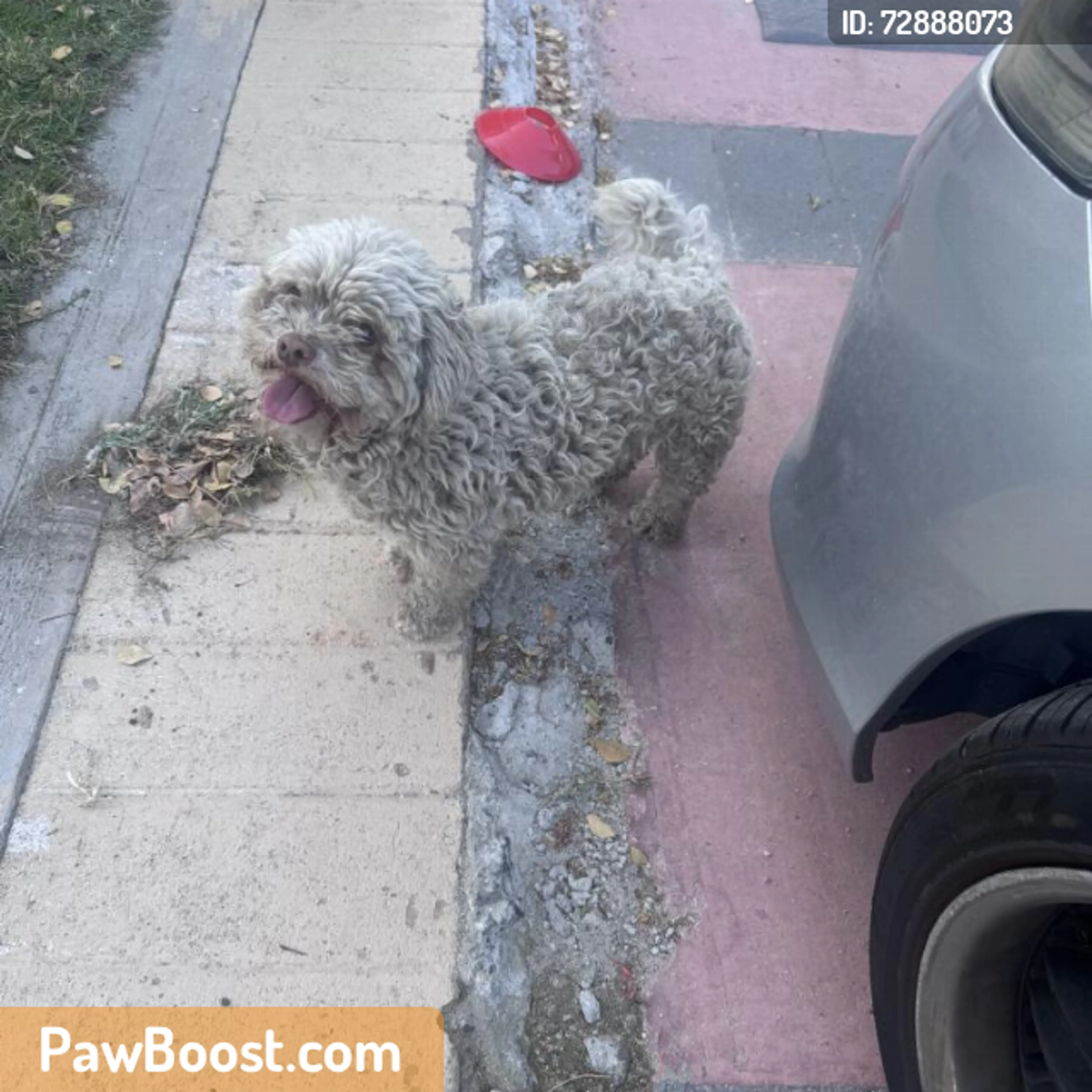 Found pet