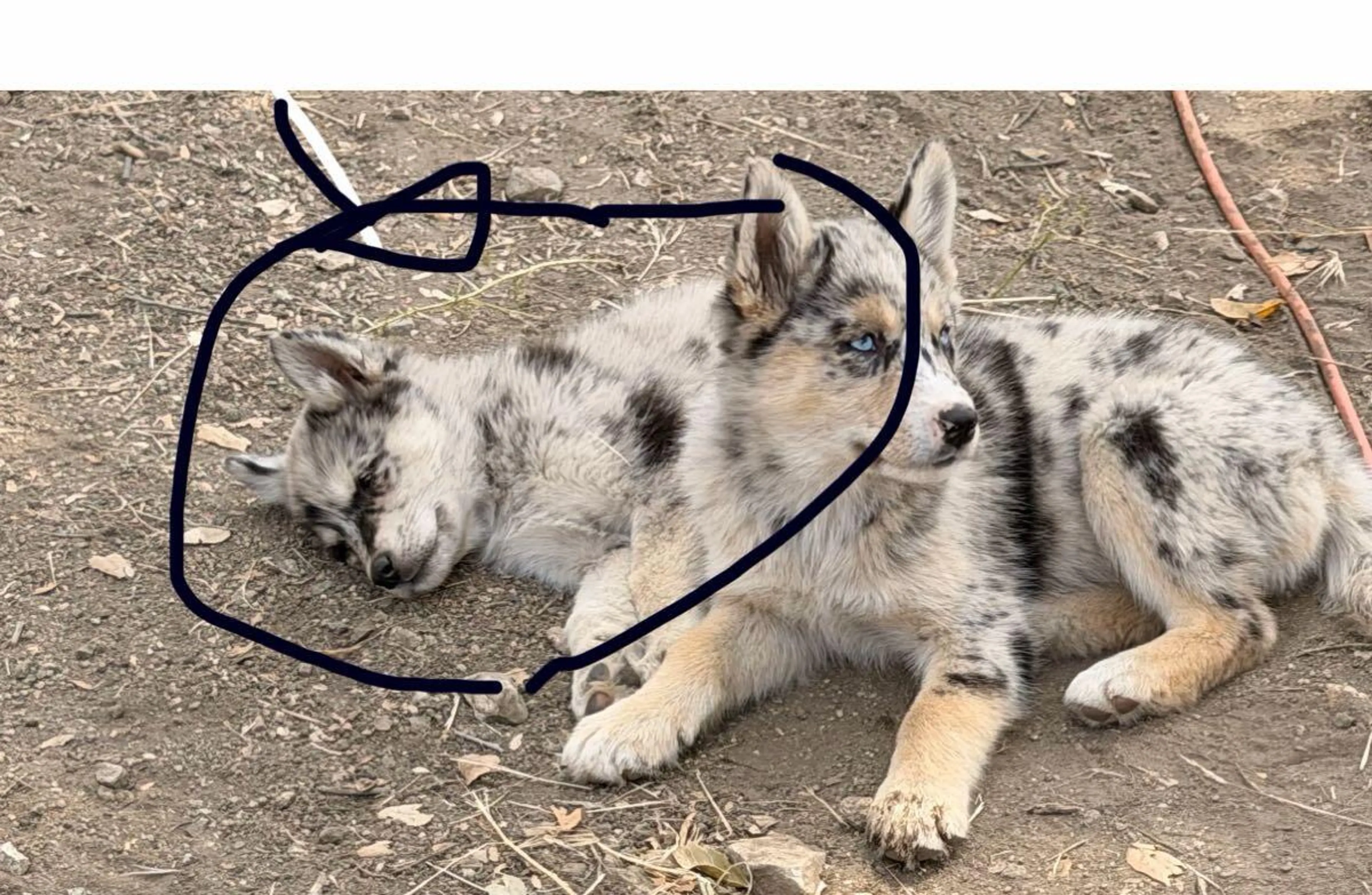 Lost pet
