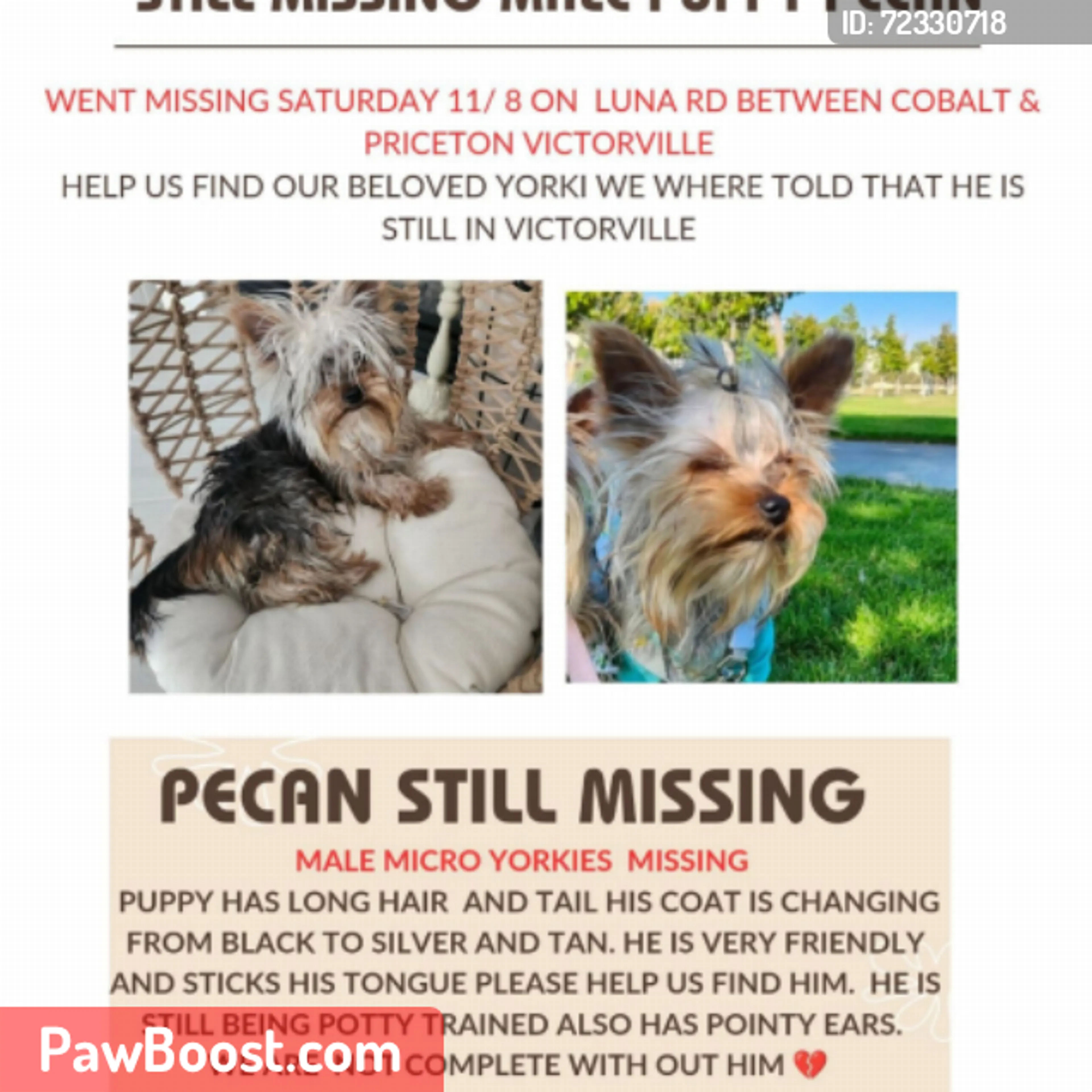 Lost pet